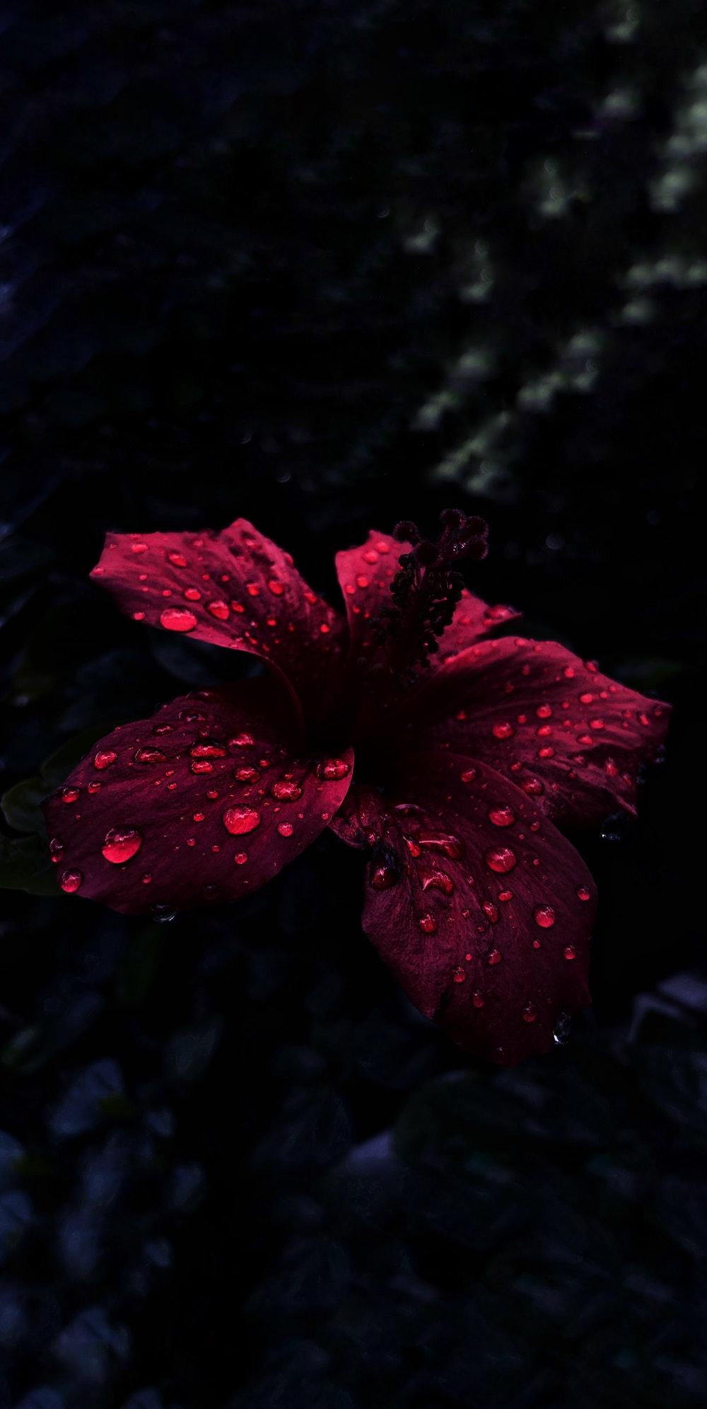 1000x1991 Amoled Black Flowers Wallpaper