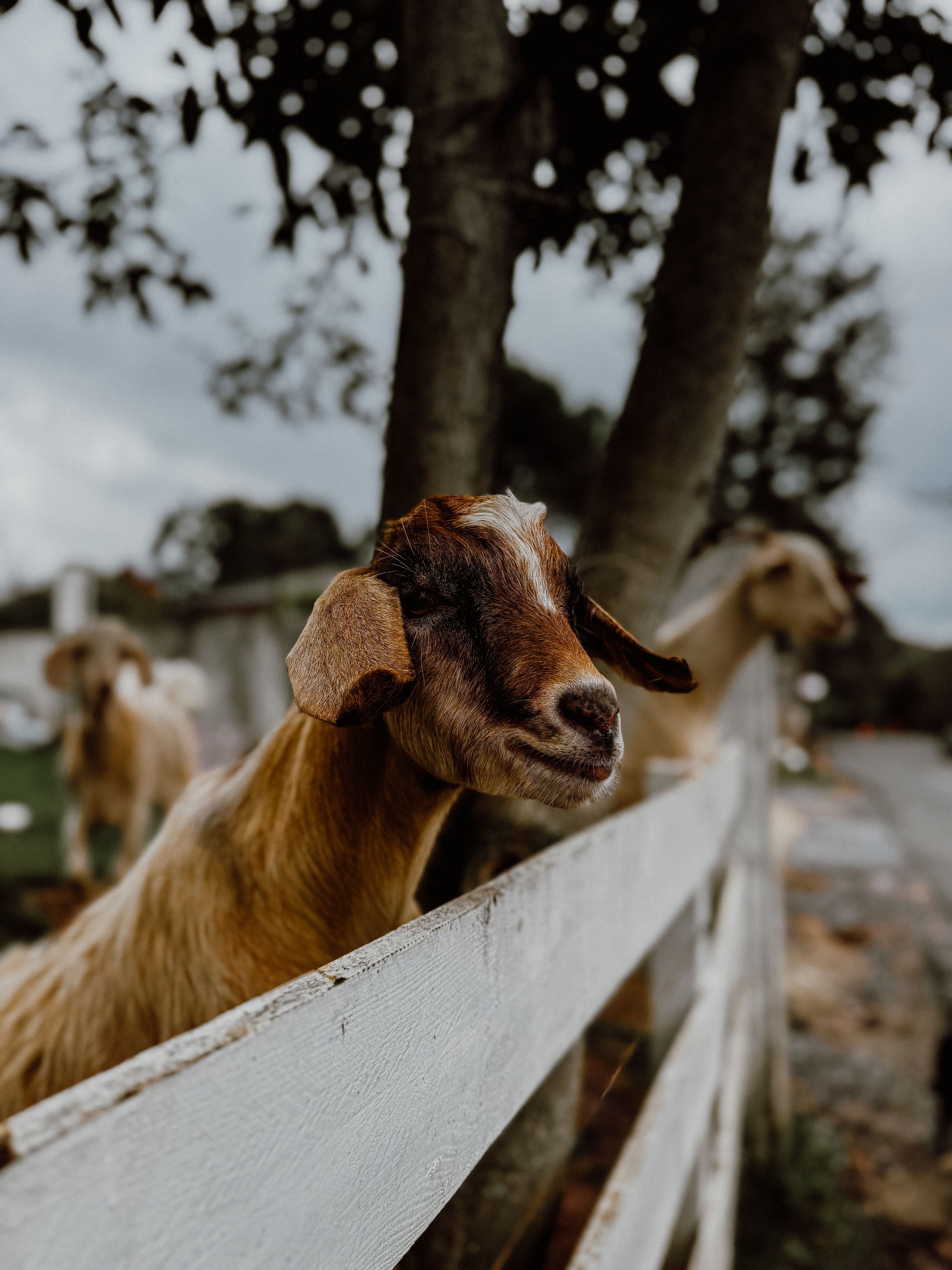 4284x5712 Domestic white goat in enclosure in barn · Free