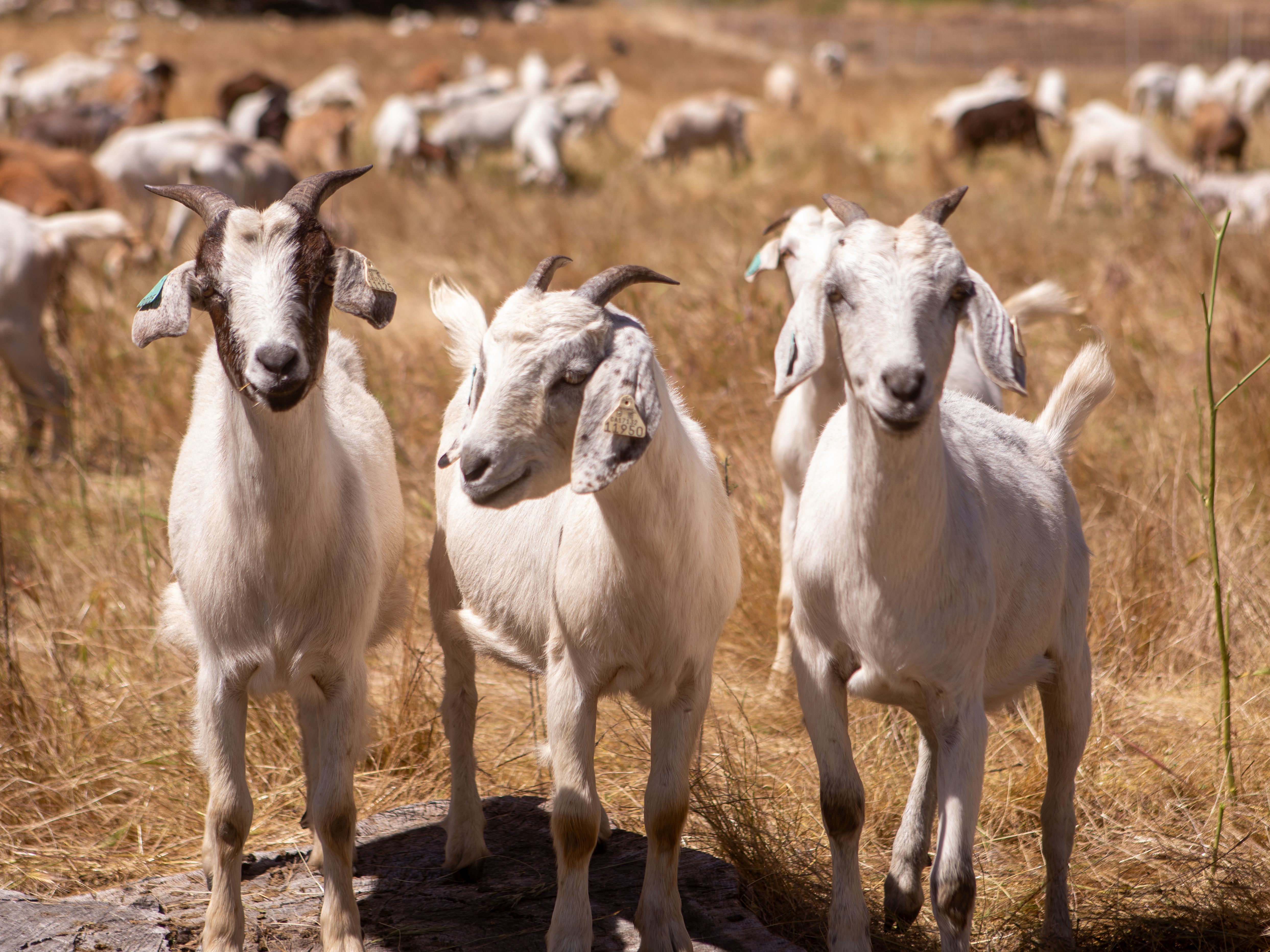 4972x3729 Herd of Goat on Grass Field · Free