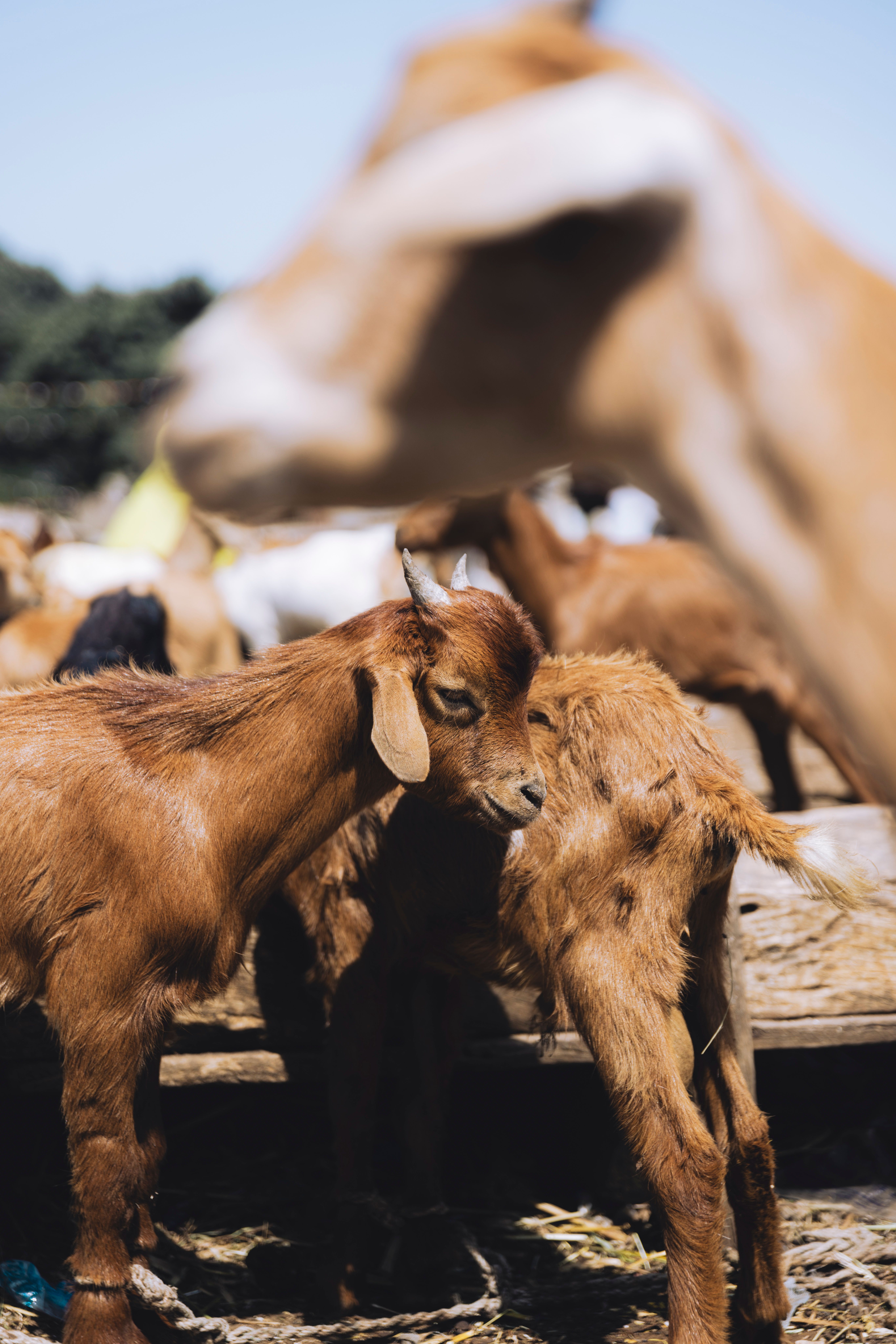 5464x8192 Young Brown Goats in a Rural Farm Setting · Free