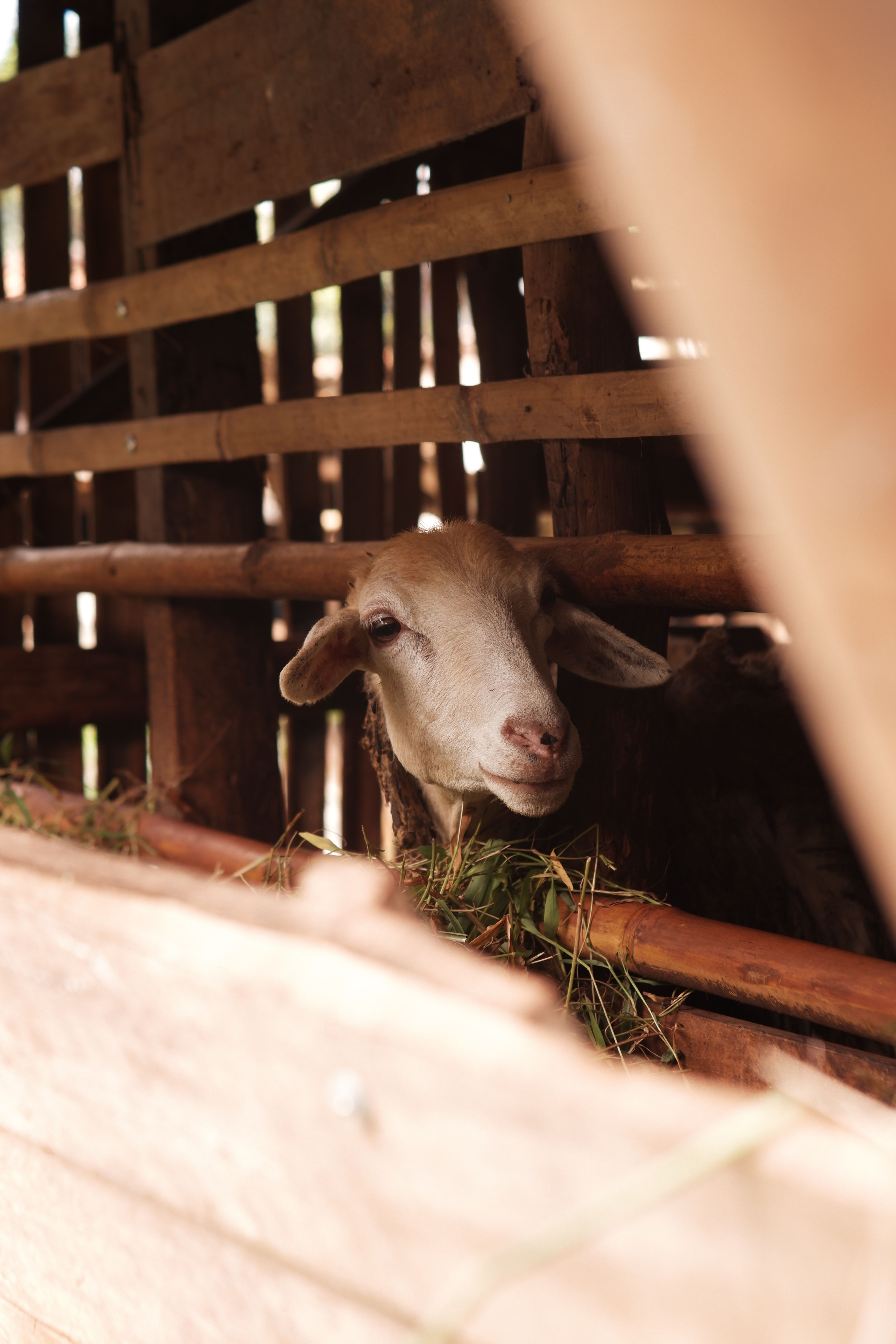 4000x6000 Muzzles of goat and sheep in wooden stable · Free