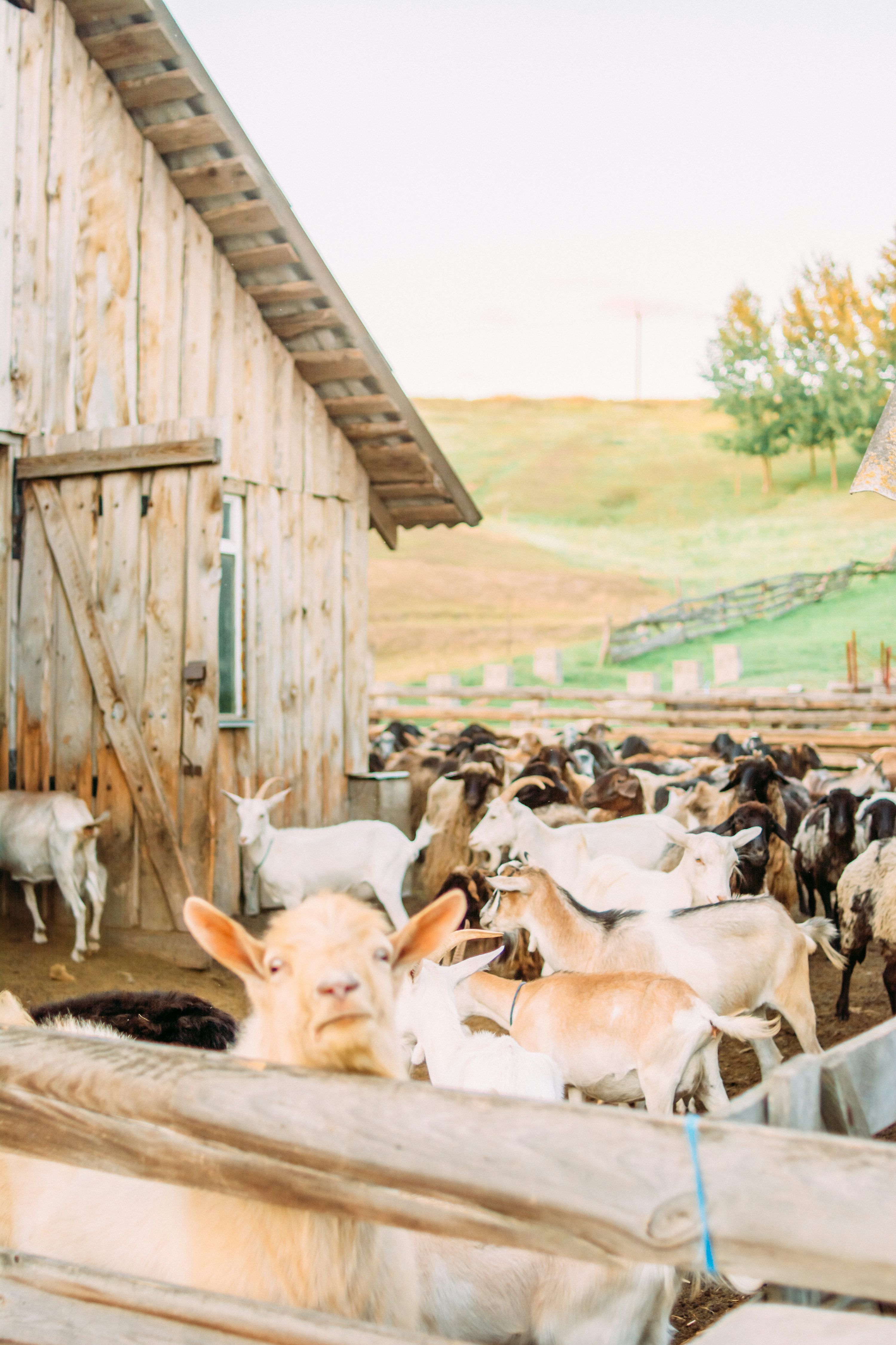 3000x4500 Herd of goats on grass field during daytime