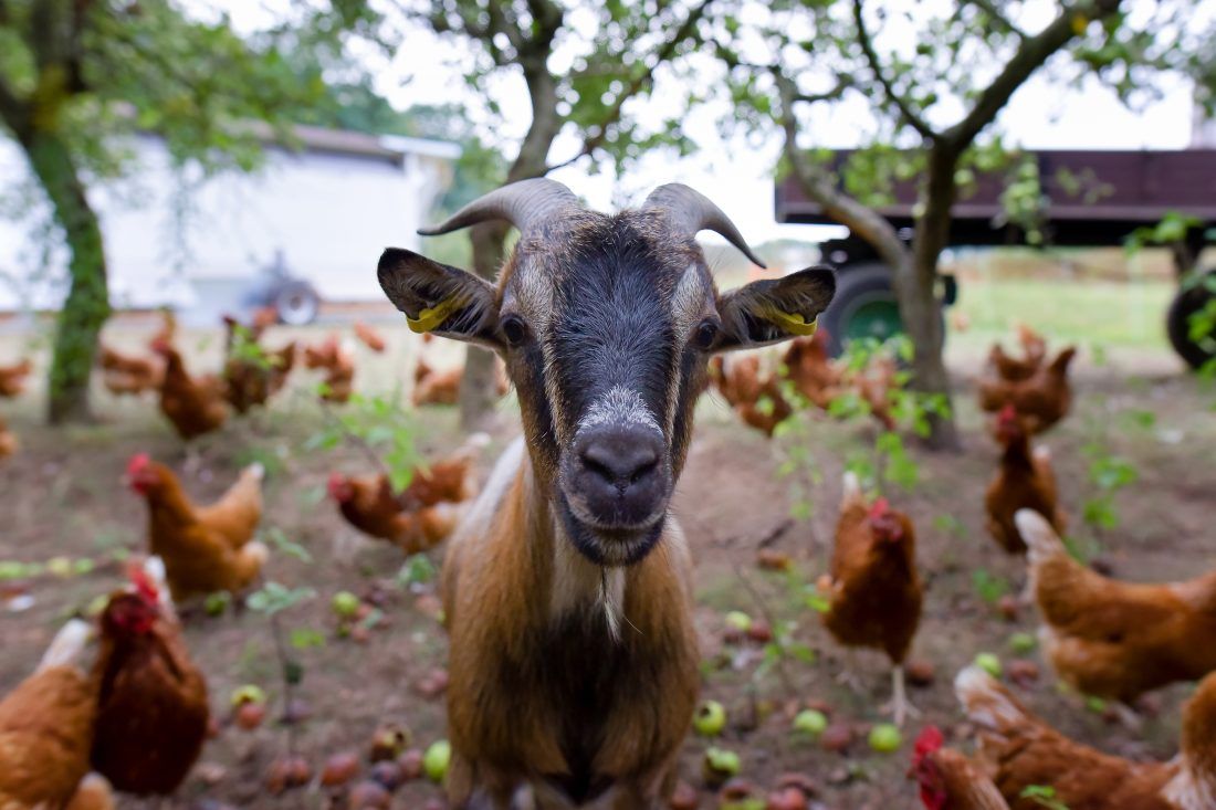 1100x733 Goats On Farm Royalty Free