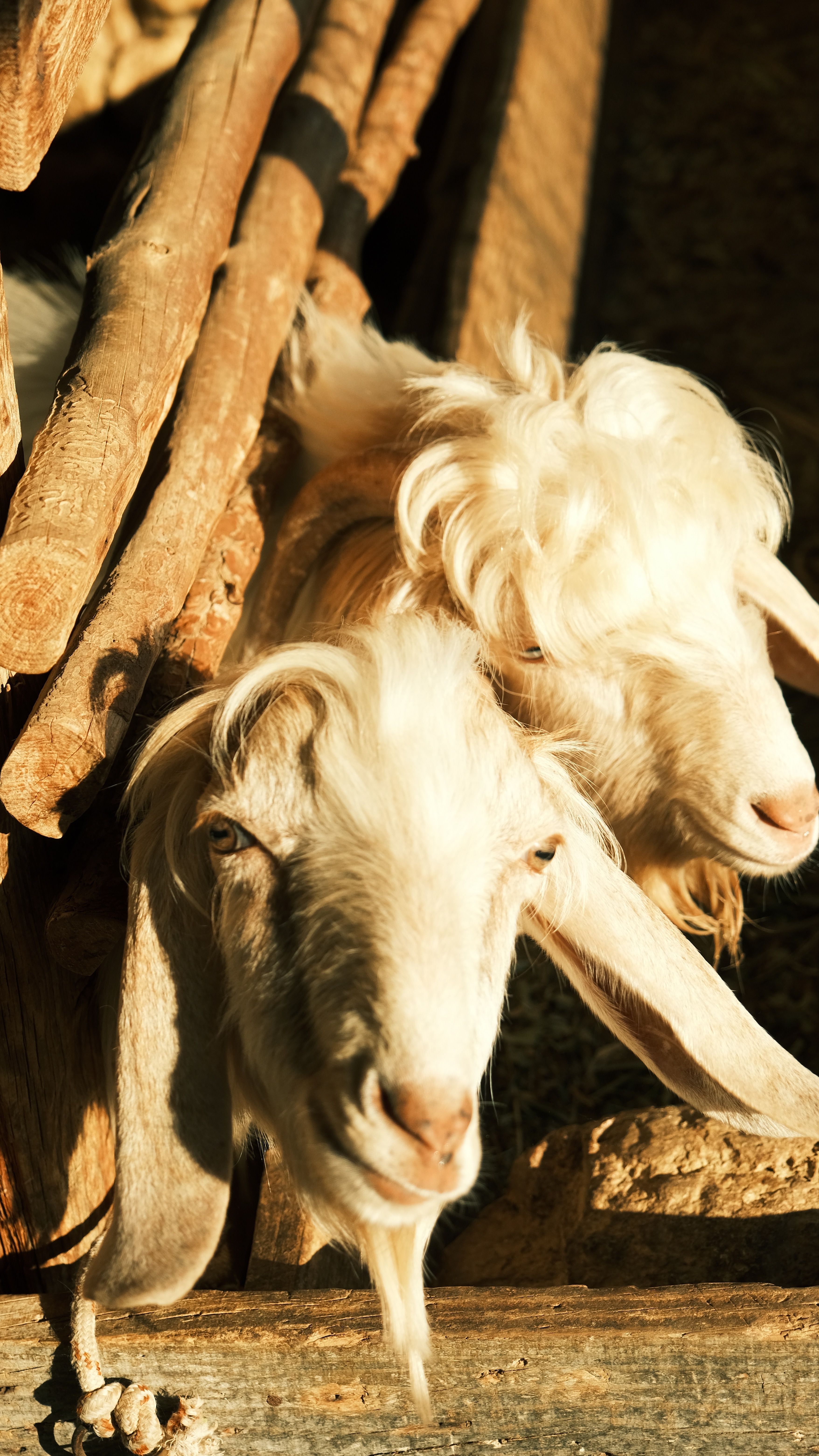 3512x6240 Two Goats in Sunlit Farm Setting · Free