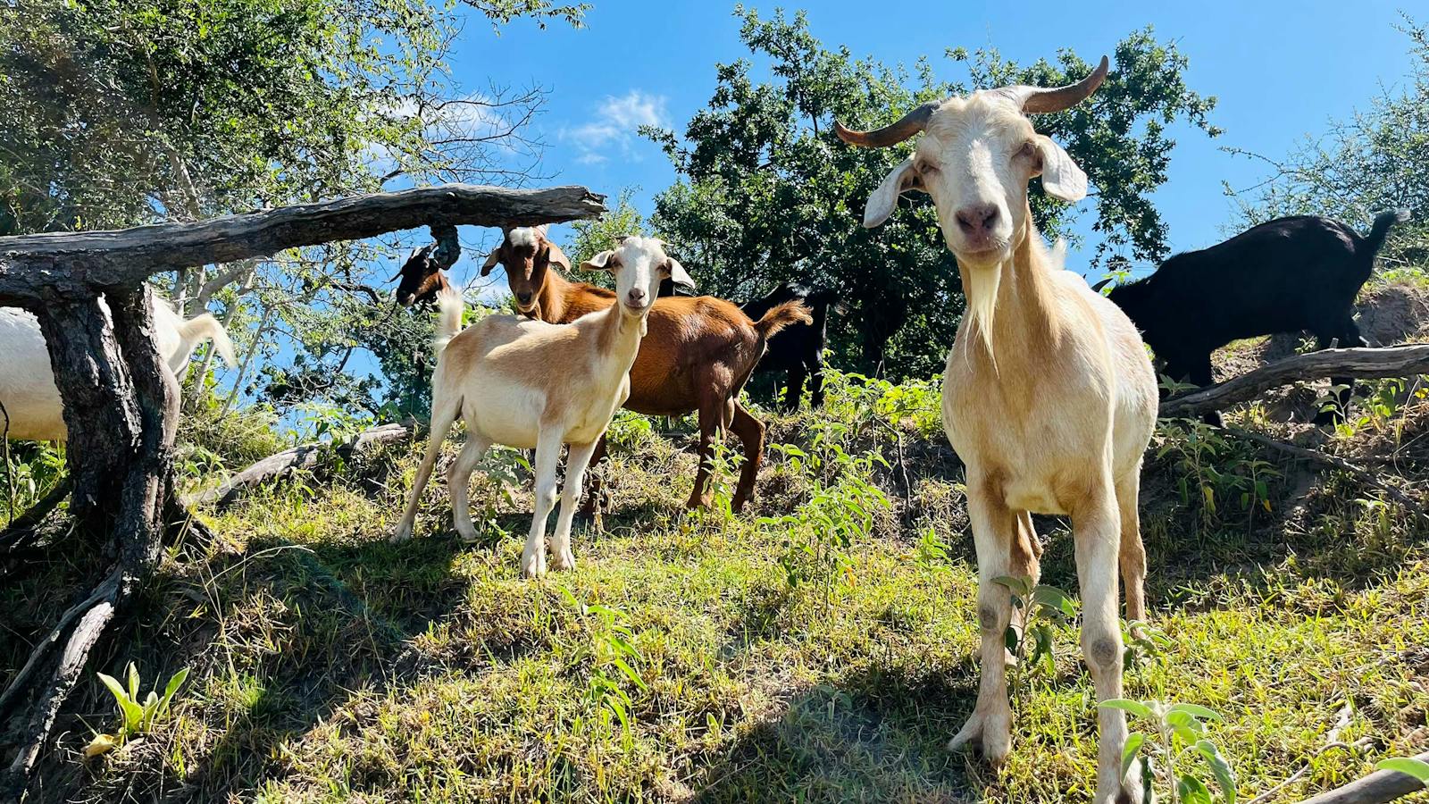 1600x900 Life on Goat Island, Texas, Hasn't Always Been Easy