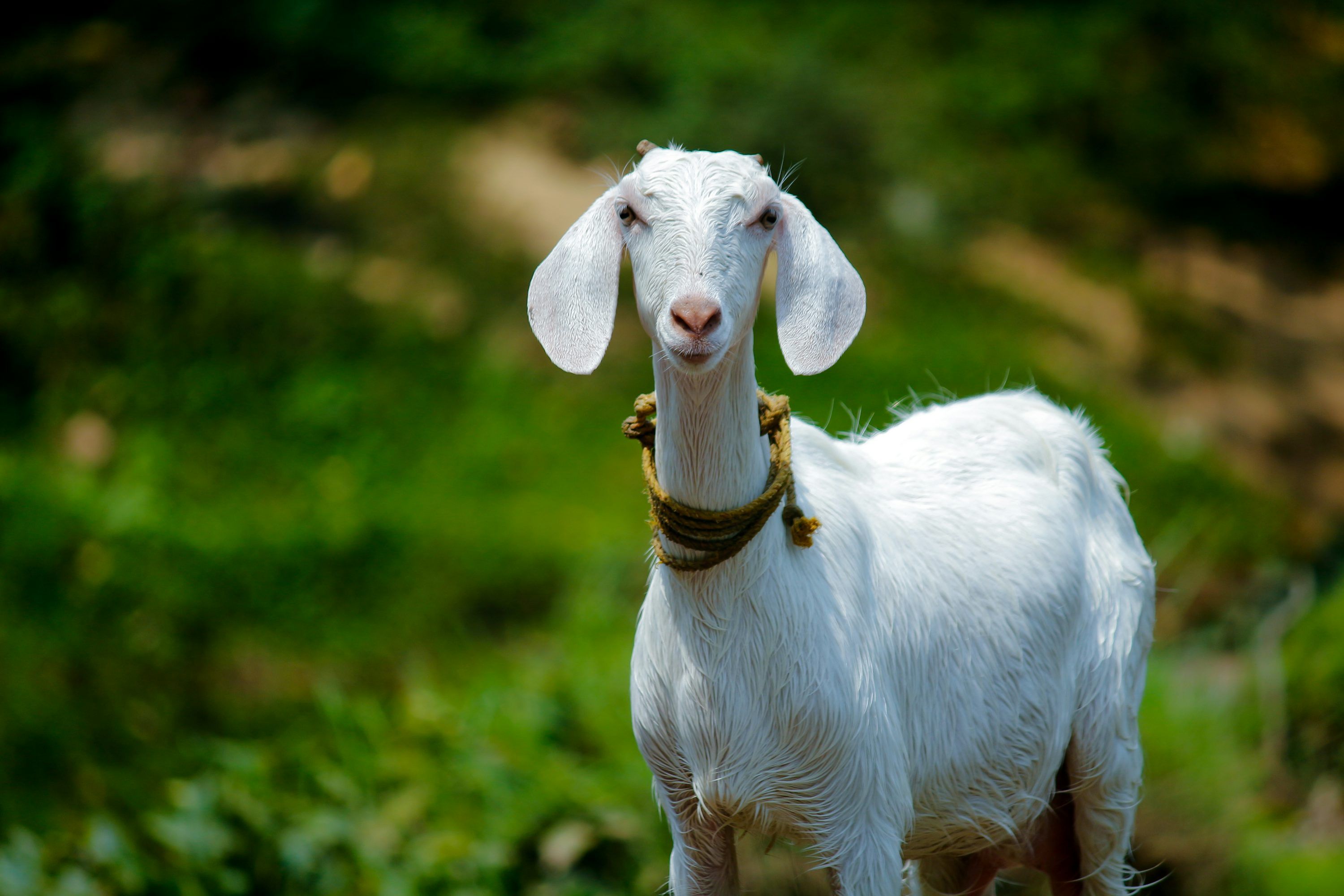 3000x2000 Goat Image. Download Free Picture