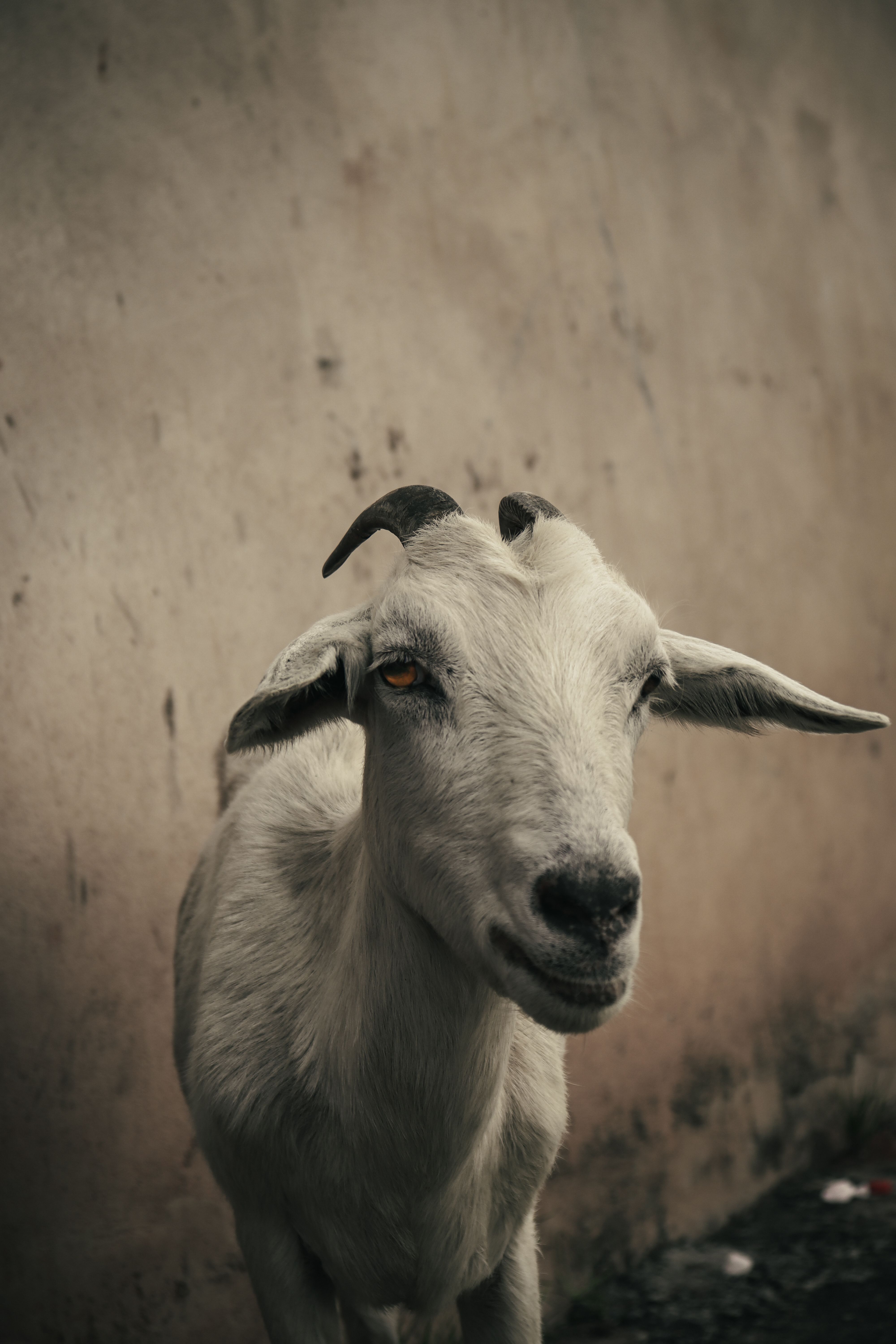 4000x6000 Portrait of Goat on Farm · Free