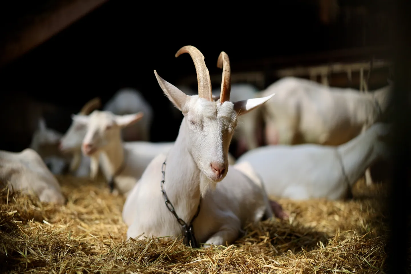 1440x960 Barns designed for happy goats are better for the environment too