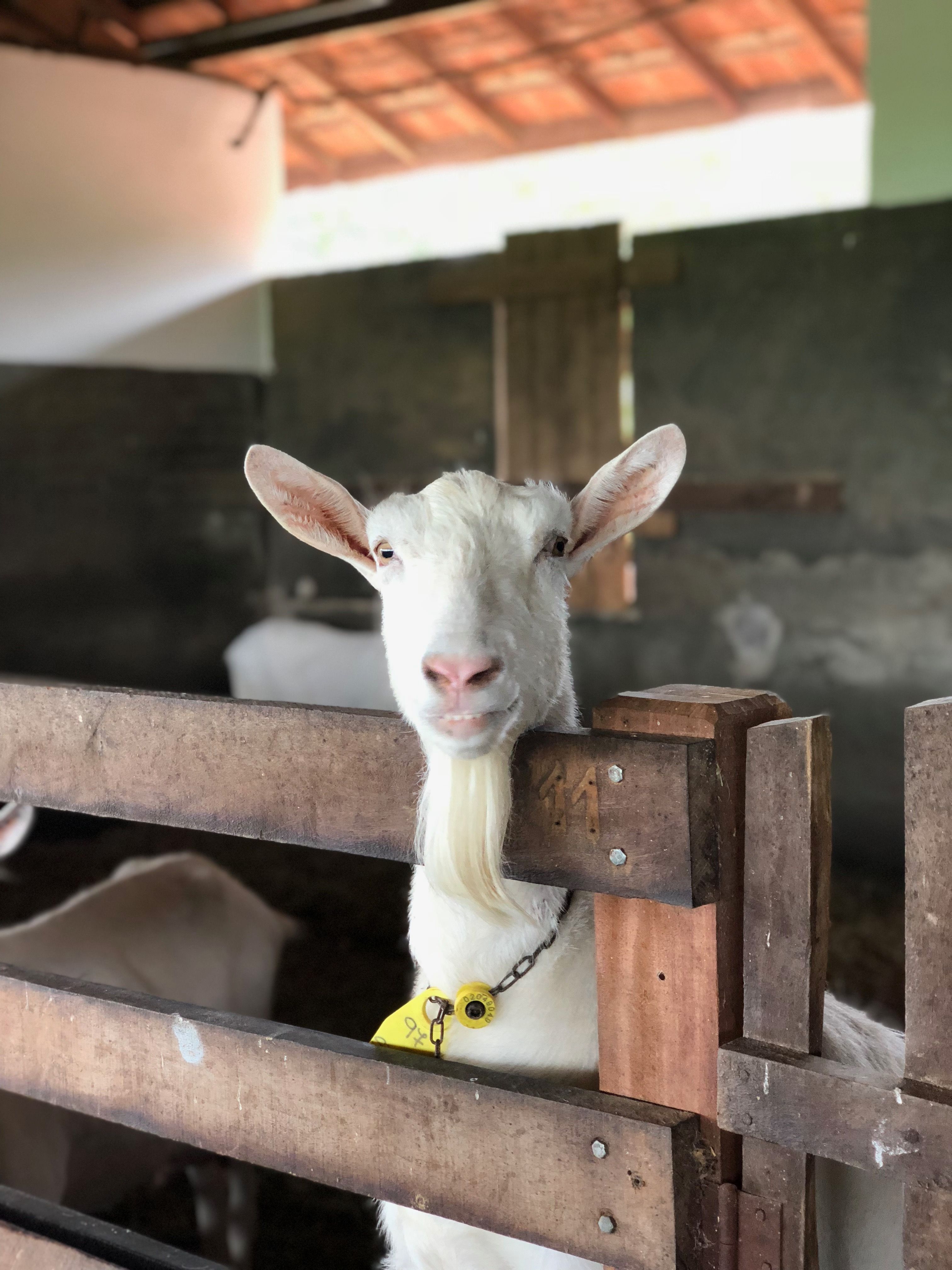 3024x4032 Domestic white goat in enclosure in barn · Free