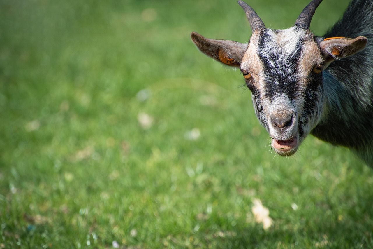 1280x853 Free Goat Wallpaper & Goat Image