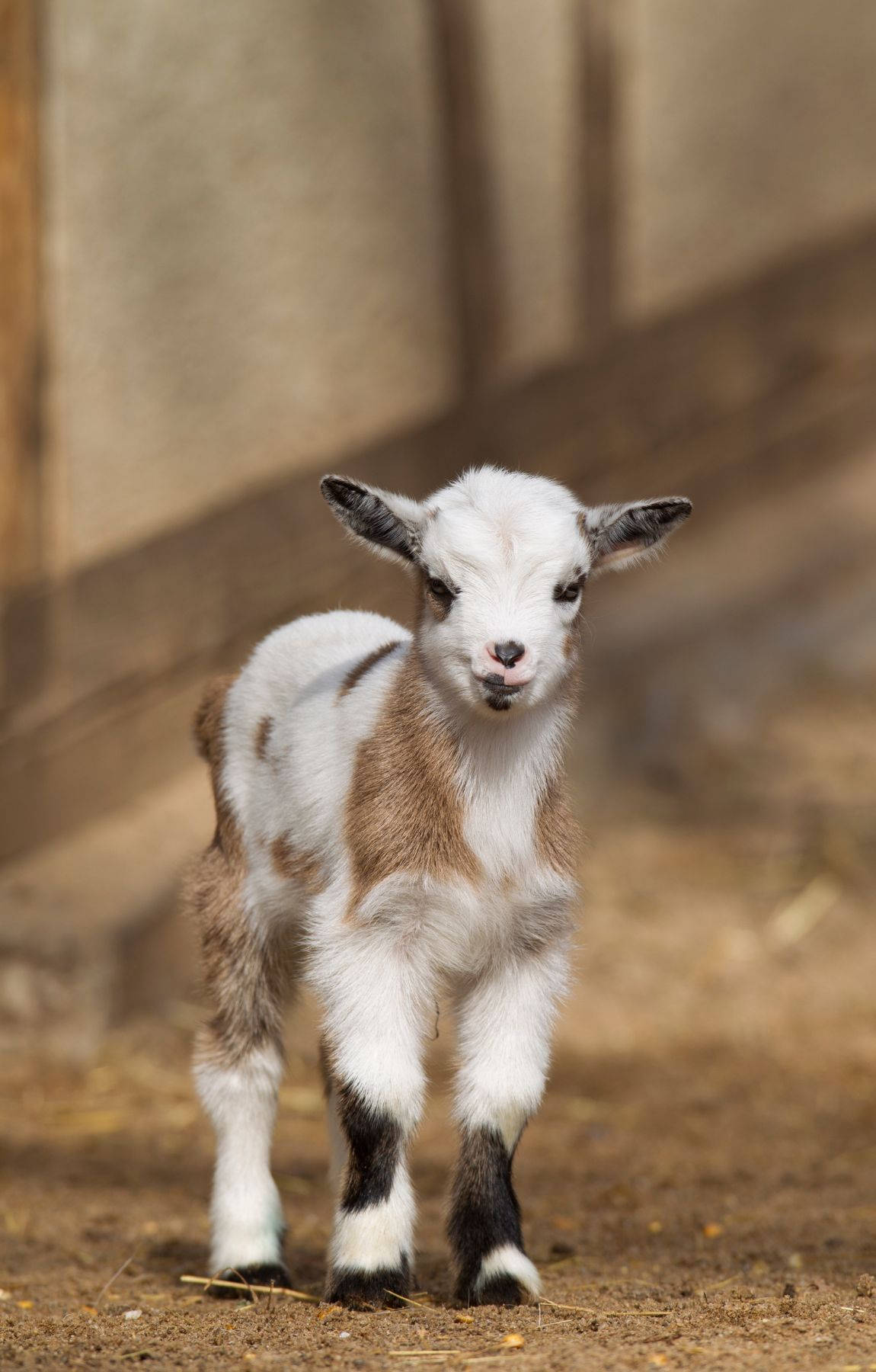 1150x1800 Download Charming Baby Goat In Country Farm Wallpaper