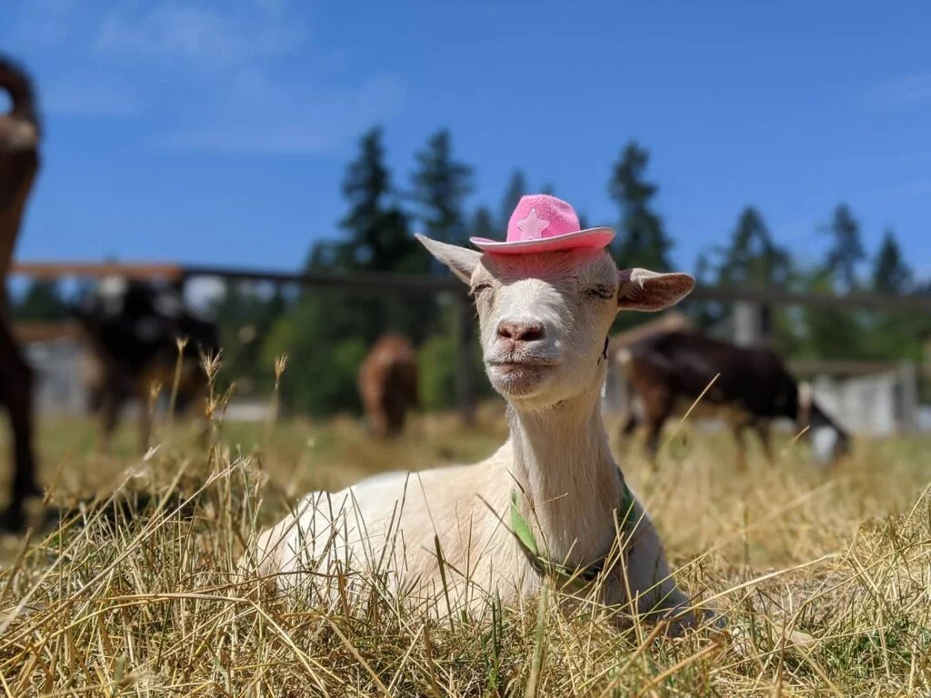 1024x768 Left Foot Farm. Goat Dairy & Farm Stay WA