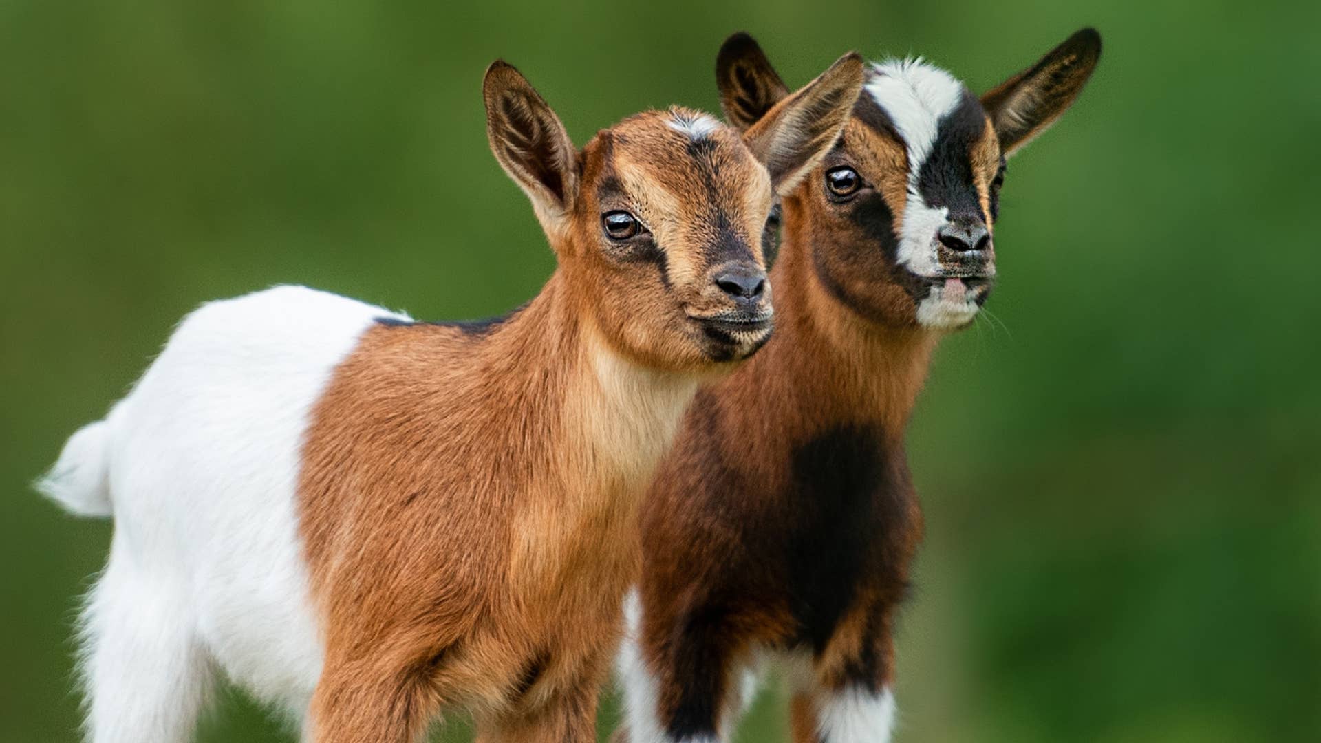 1920x1080 Baby Goat's Shopping Spree at the Tractor Store Is Too Precious