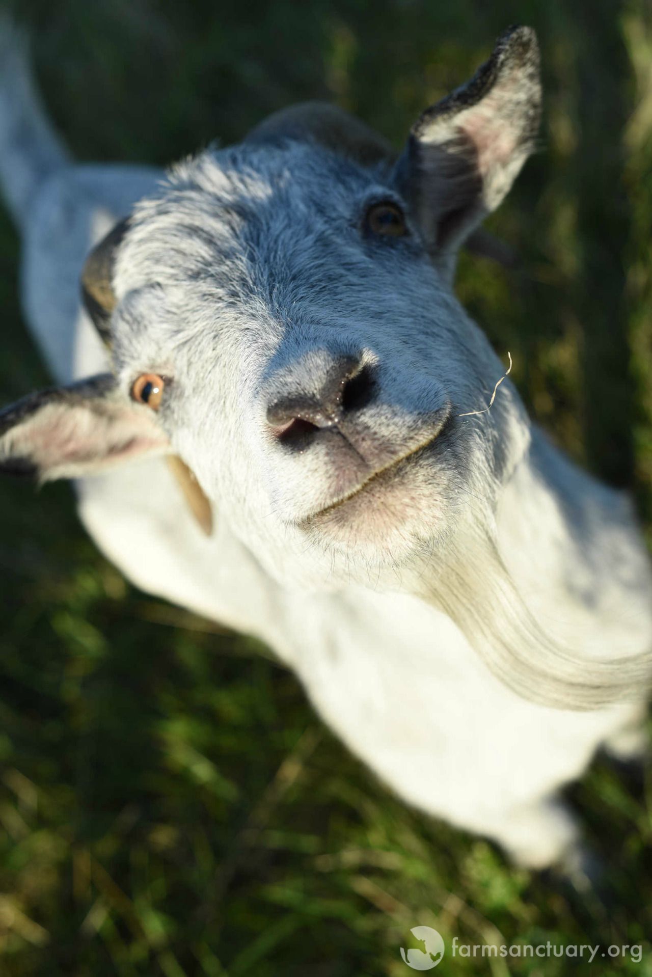 1280x1918 Animals of Farm Sanctuary