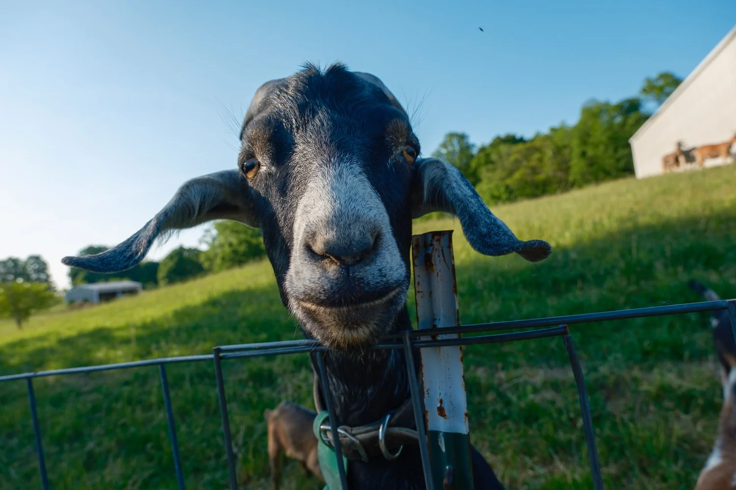 1500x1000 Goat Hikes