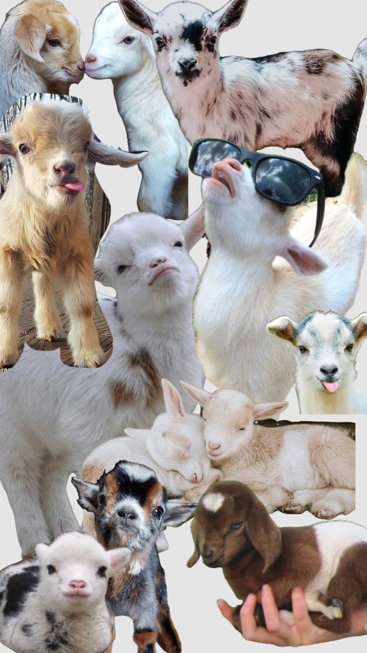 736x1308 goat #goats #aesthetic #farm #cute #love #goatlife