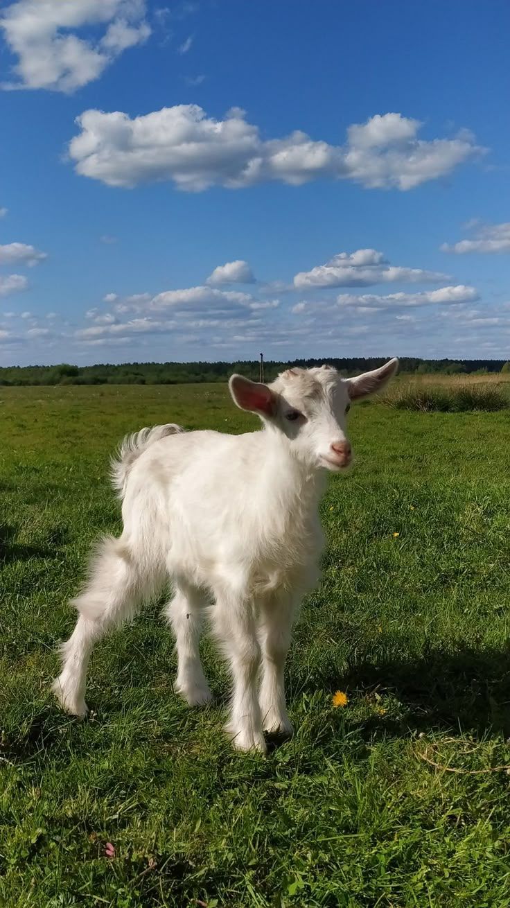 736x1310 Adorable White Goat in a Green Field. Goat animal, Baby goats wallpaper, Cute goats
