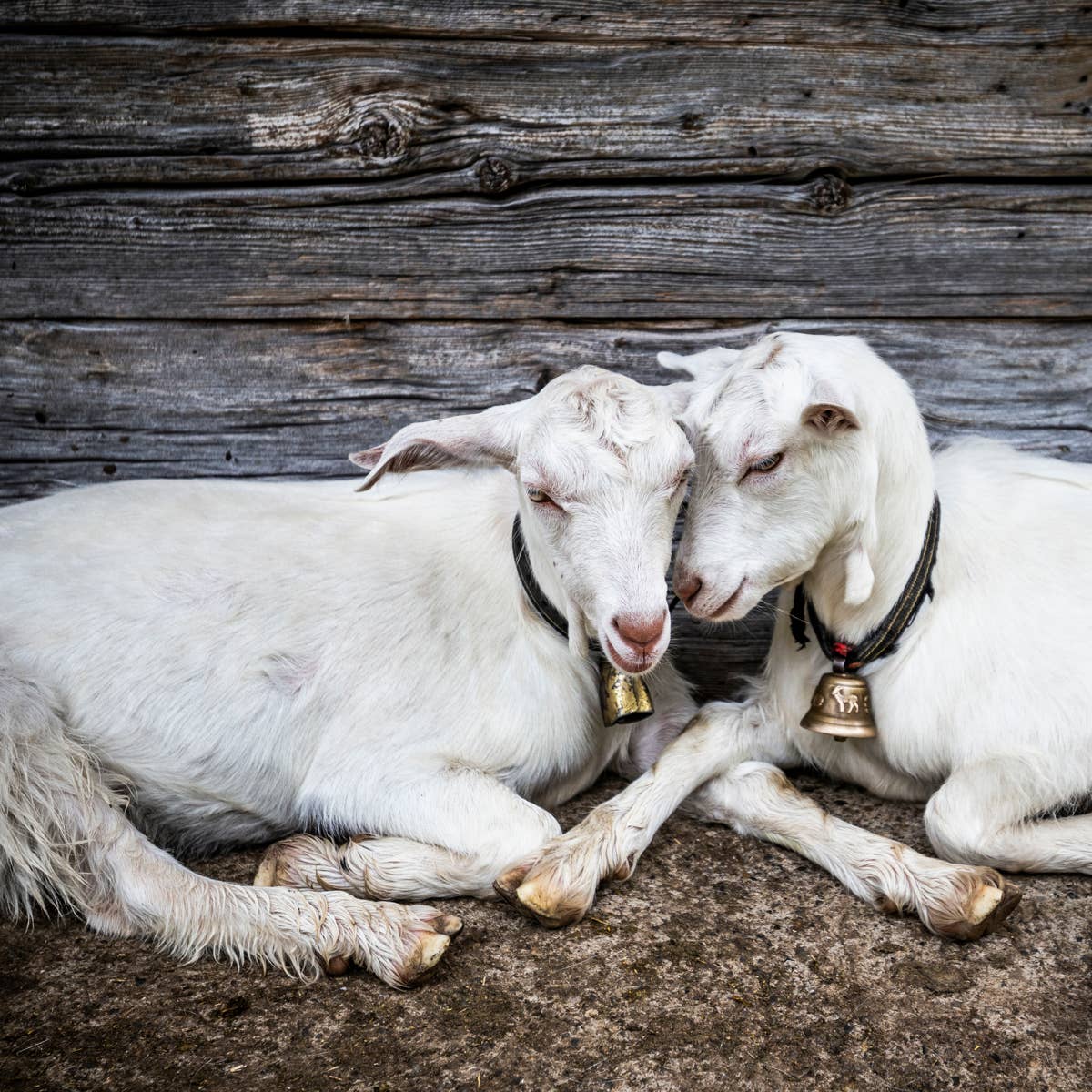 1200x1200 Pumpkin Patch Goats Read a Sign Saying They Were Full and Immediately Made Their Opinion Known
