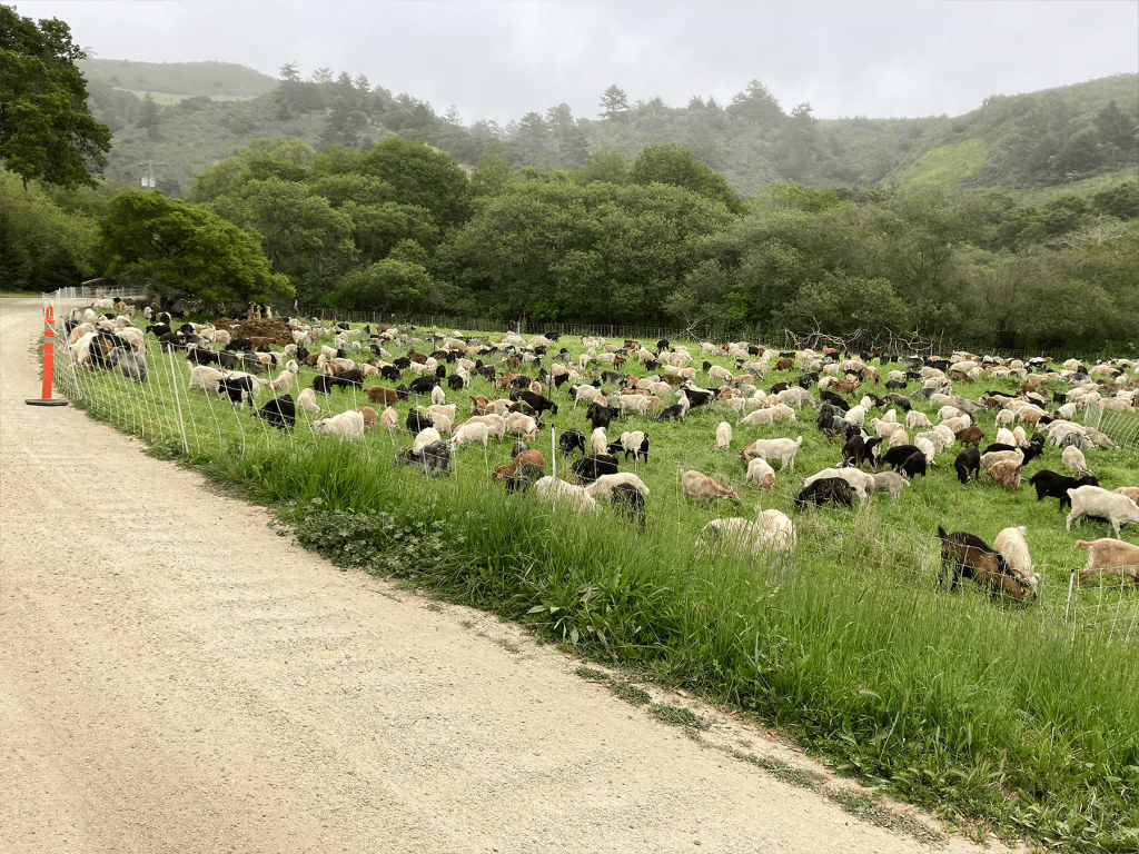 1024x768 Fall Homeland. Goat Green: Taking on wildfires, weeds, and wastelands