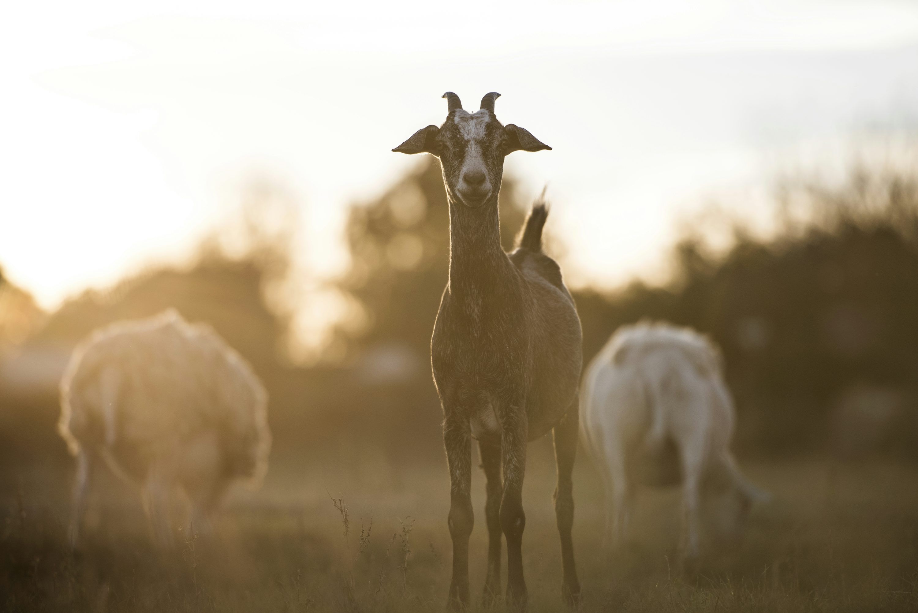 3000x2003 Brown and white goat during daytime