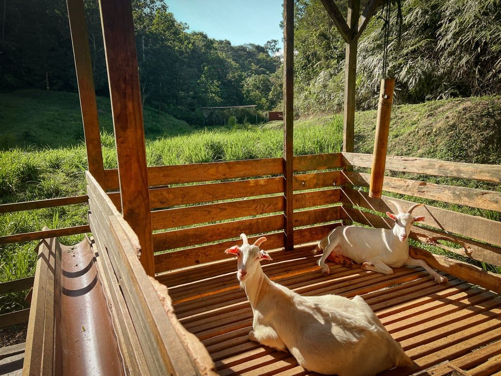 1024x768 Horoscopes: what does July Wood Goat month, hold for your sign? Health, career and wealth predictions. South China Morning Post