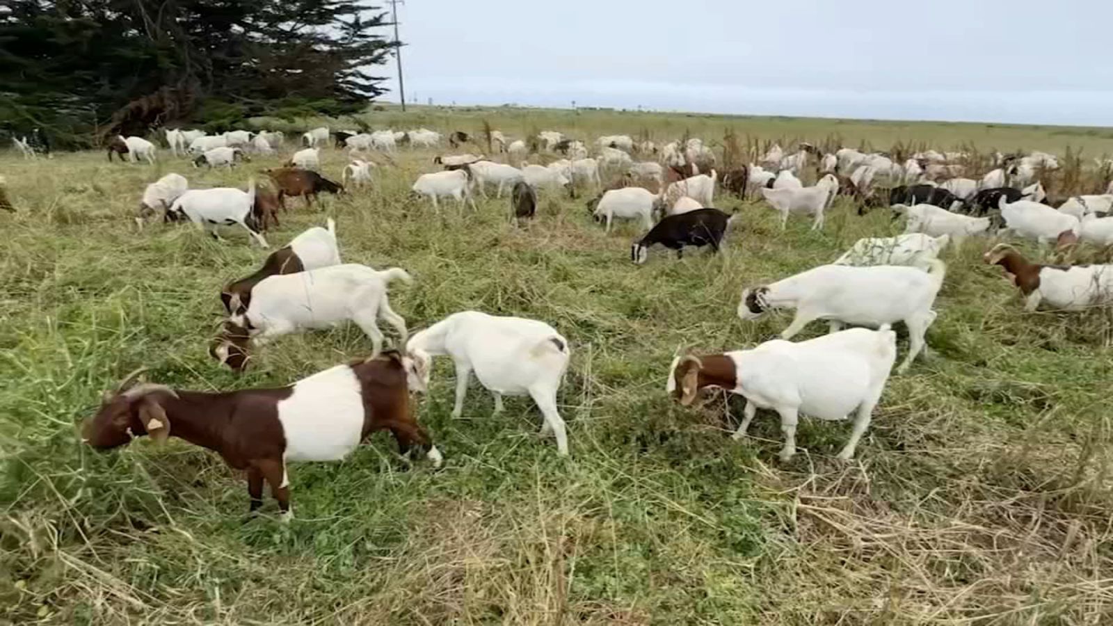 1600x900 Annual Running of the Goats: 600 goats graze Poplar Beach in Halfmoon Bay to clear weeds for wildfire prevention San Francisco