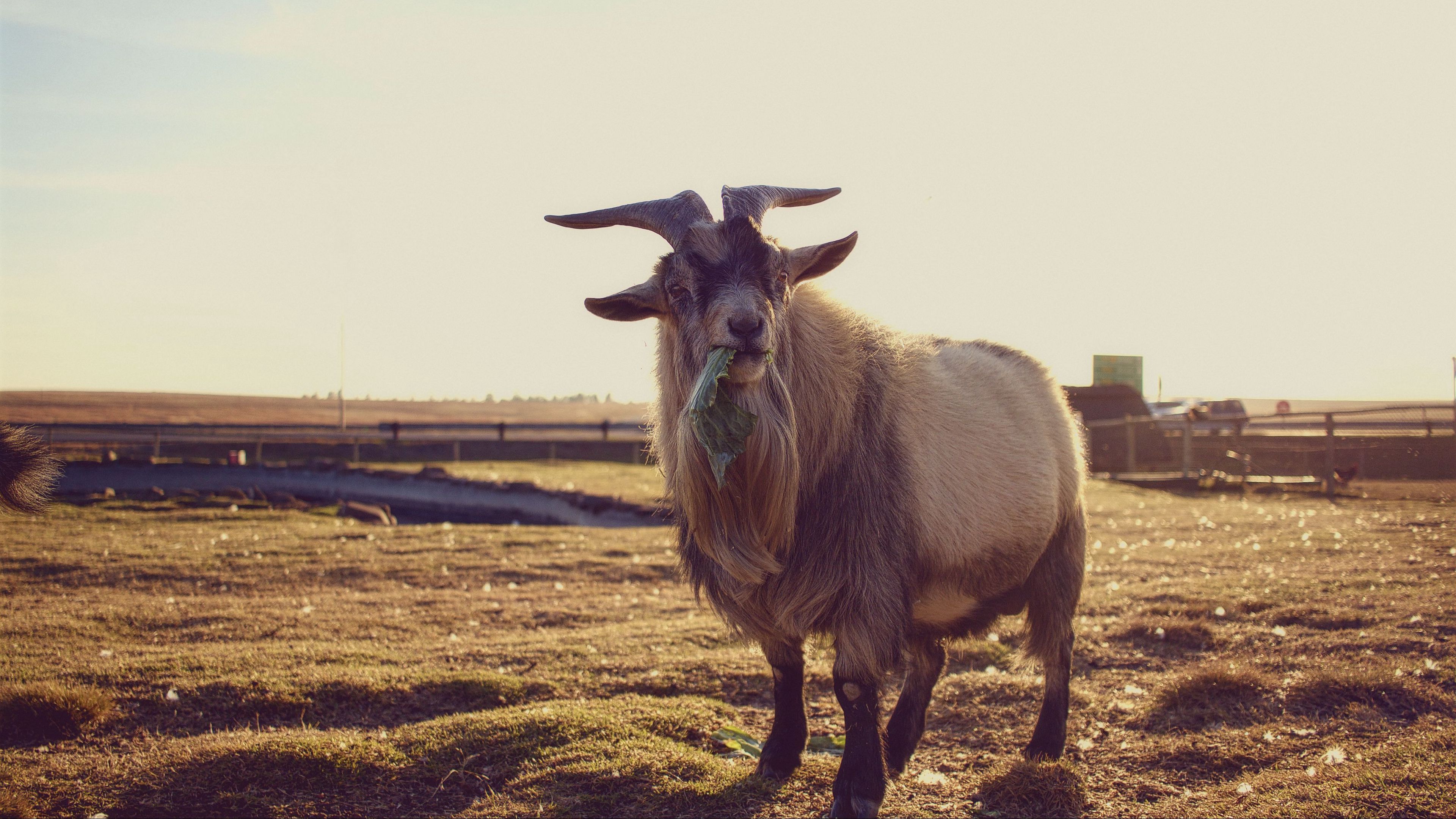 3840x2160 Download wallpaper 3840x2160 goat, grass, food 4k uhd 16:9 HD background