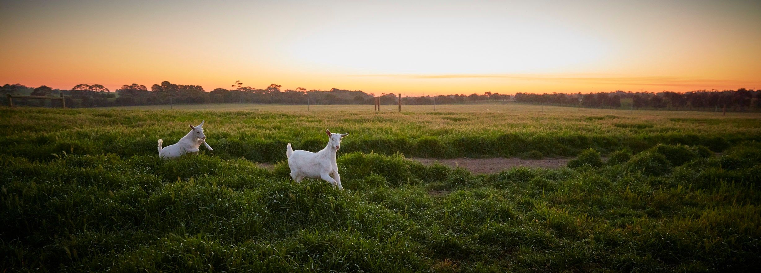 2456x882 Milk Fed Capretto Kid Goat
