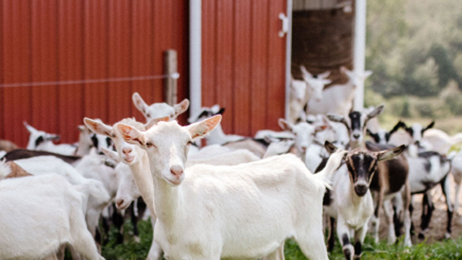 1600x900 What's Buzzing ArchiveUVM Extension Hosting 2023 Dairy Goat Farm Tours