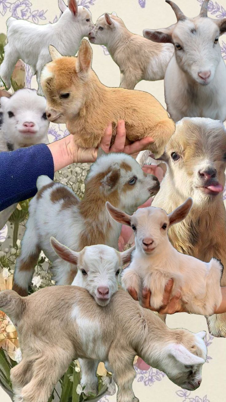 736x1308 goats #farmaesthetic #cottagecorevibes #cottagecore #farmanimals #animals #cute