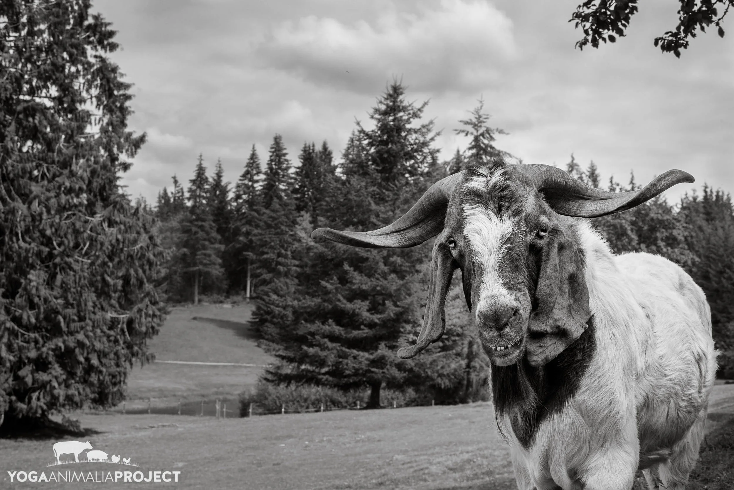 2500x1669 New Moon Farm Goat Rescue & Sanctuary