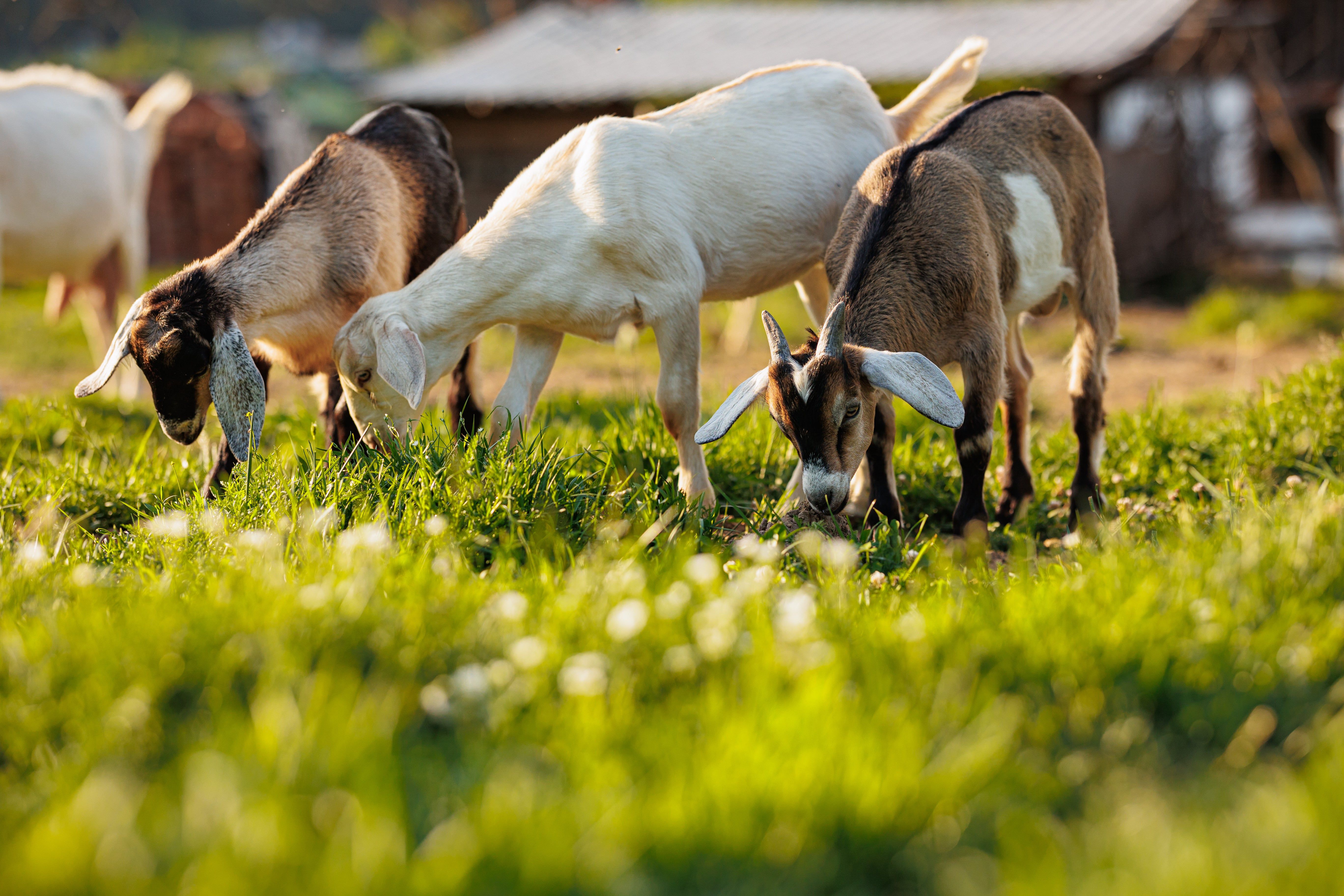 5472x3648 Ethical Sourcing