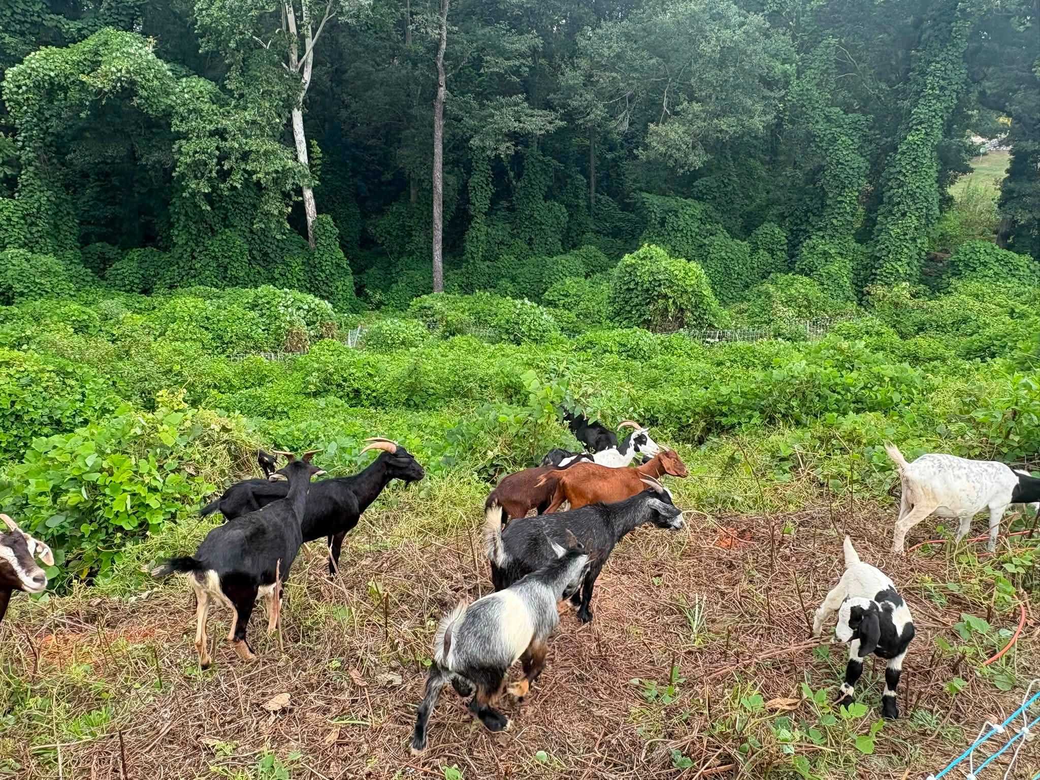 2048x1536 SC: Meet the City of Pickens' newest employees