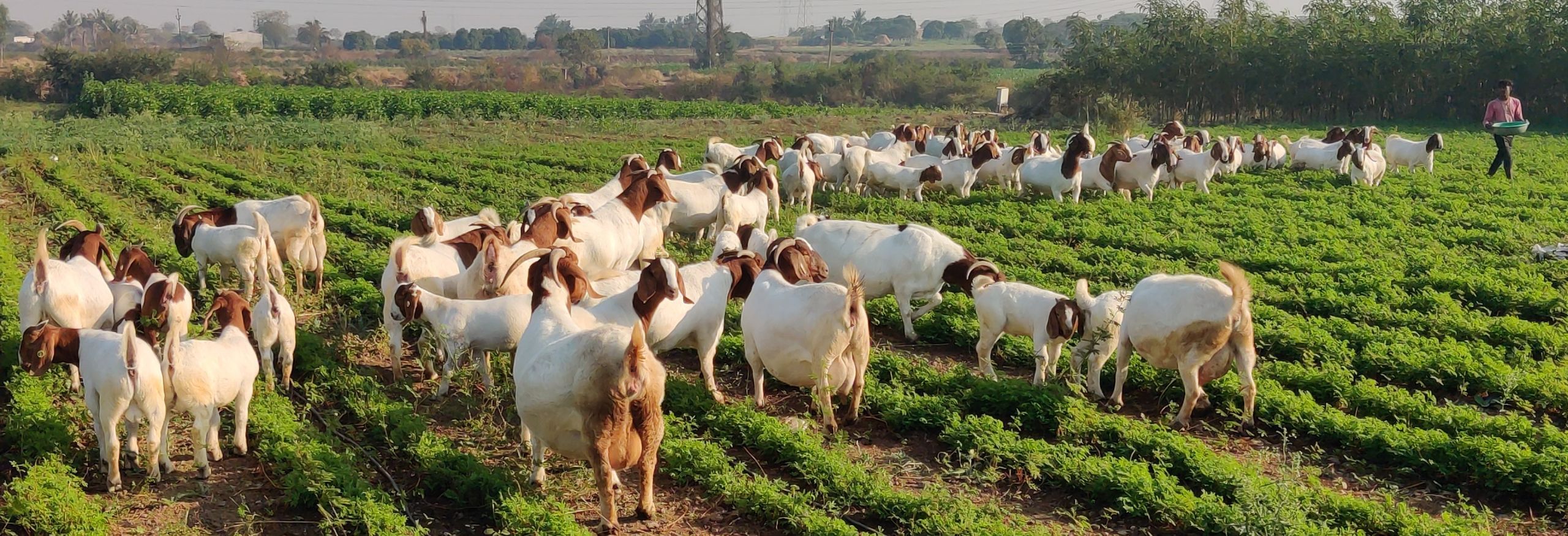 2560x875 Image Gallery Goat Farms