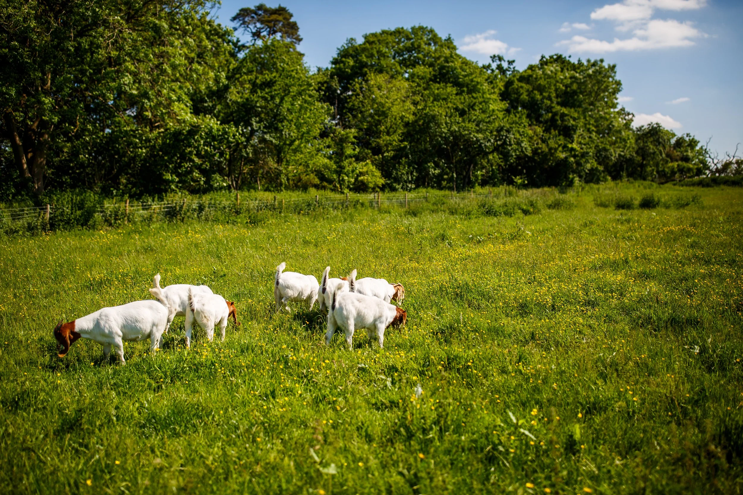 2500x1667 The Herd