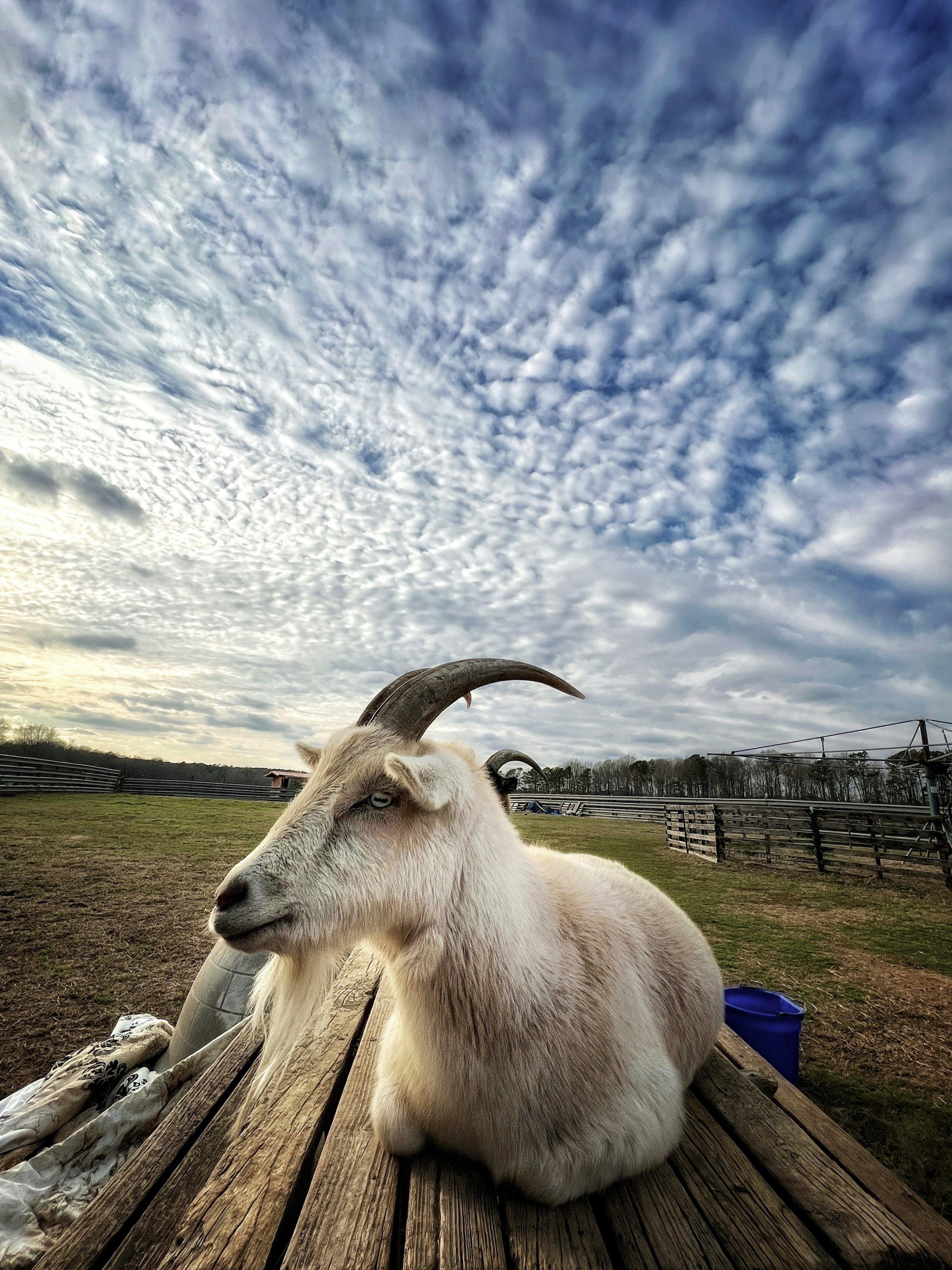 3000x4001 A goat is sitting on a wooden bench
