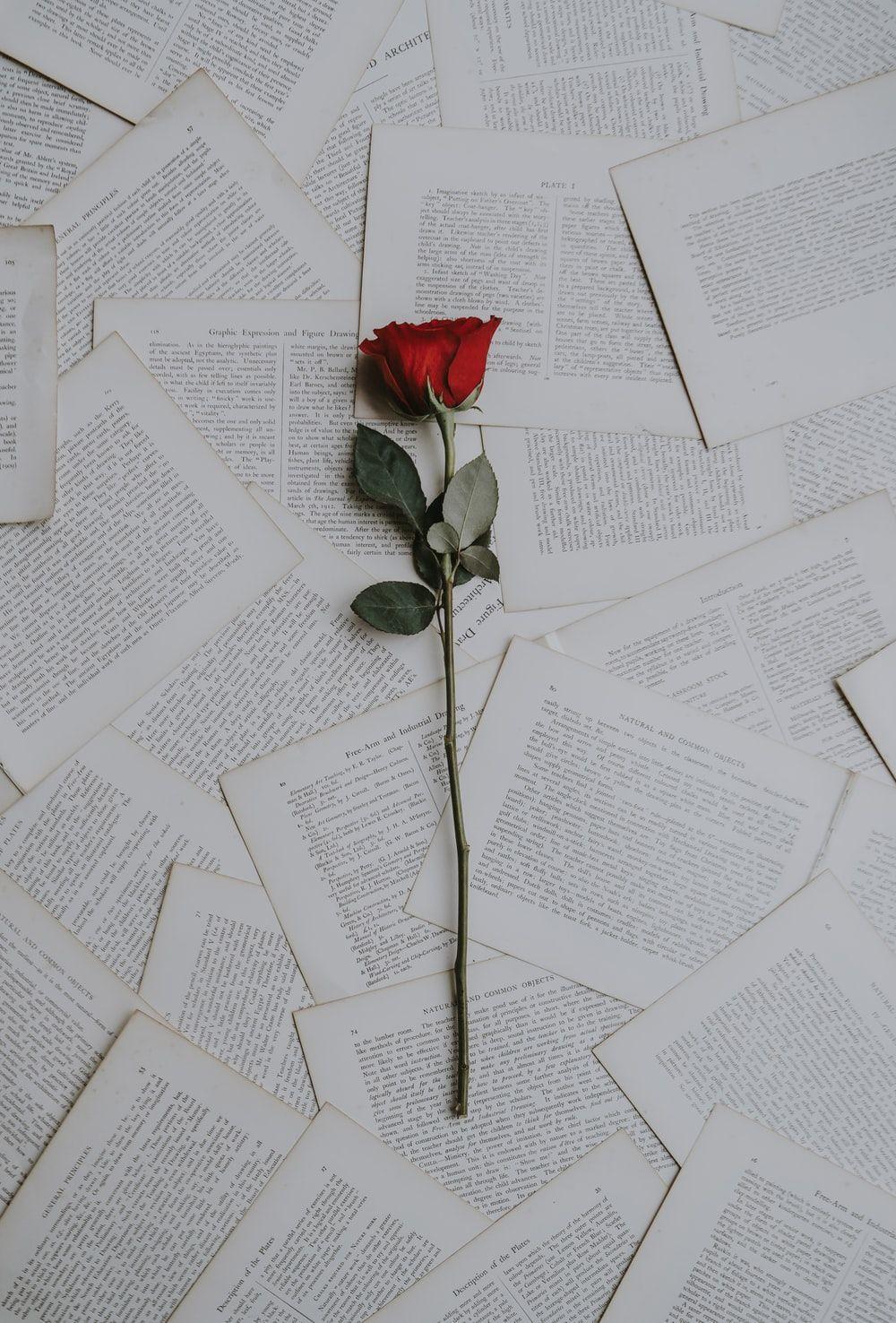 1000x1476 Rose Wallpaper: Free HD Download [HQ]