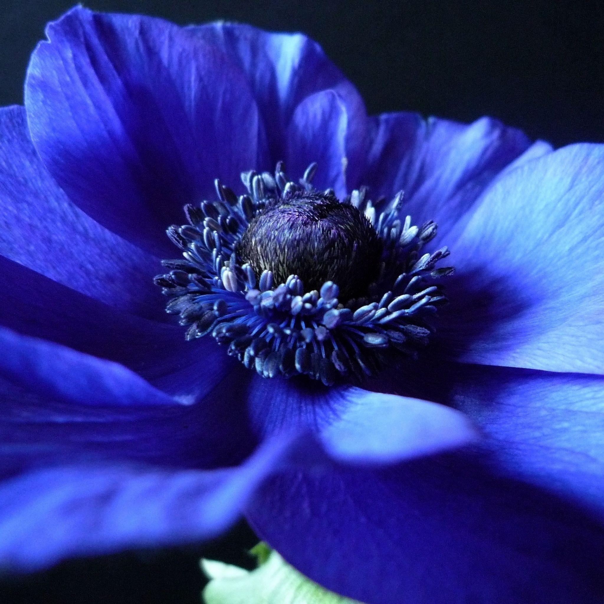 Black Blue Flower Wallpapers - Top Free Black Blue Flower Backgrounds