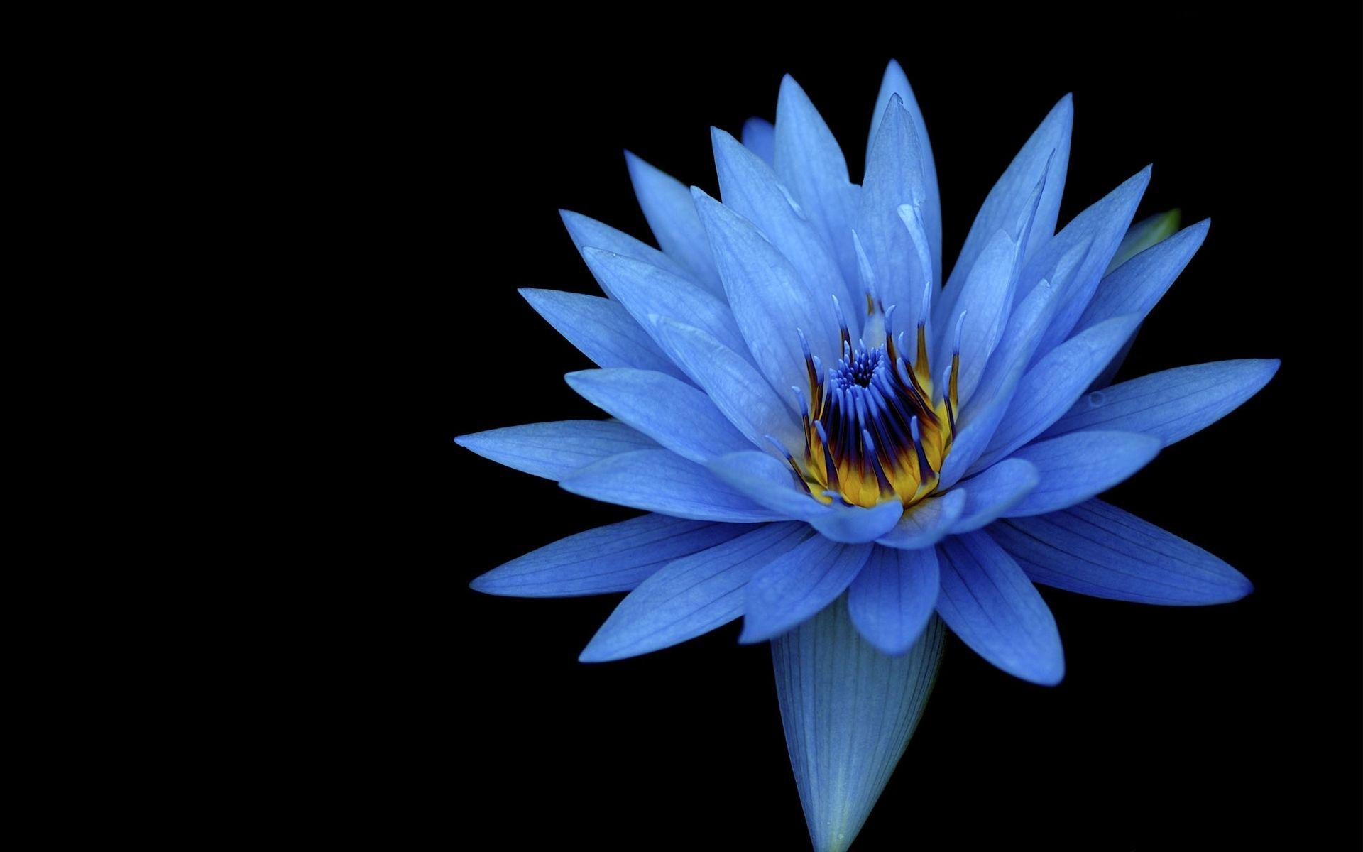 Black Blue Flower Wallpapers - Top Free Black Blue Flower Backgrounds