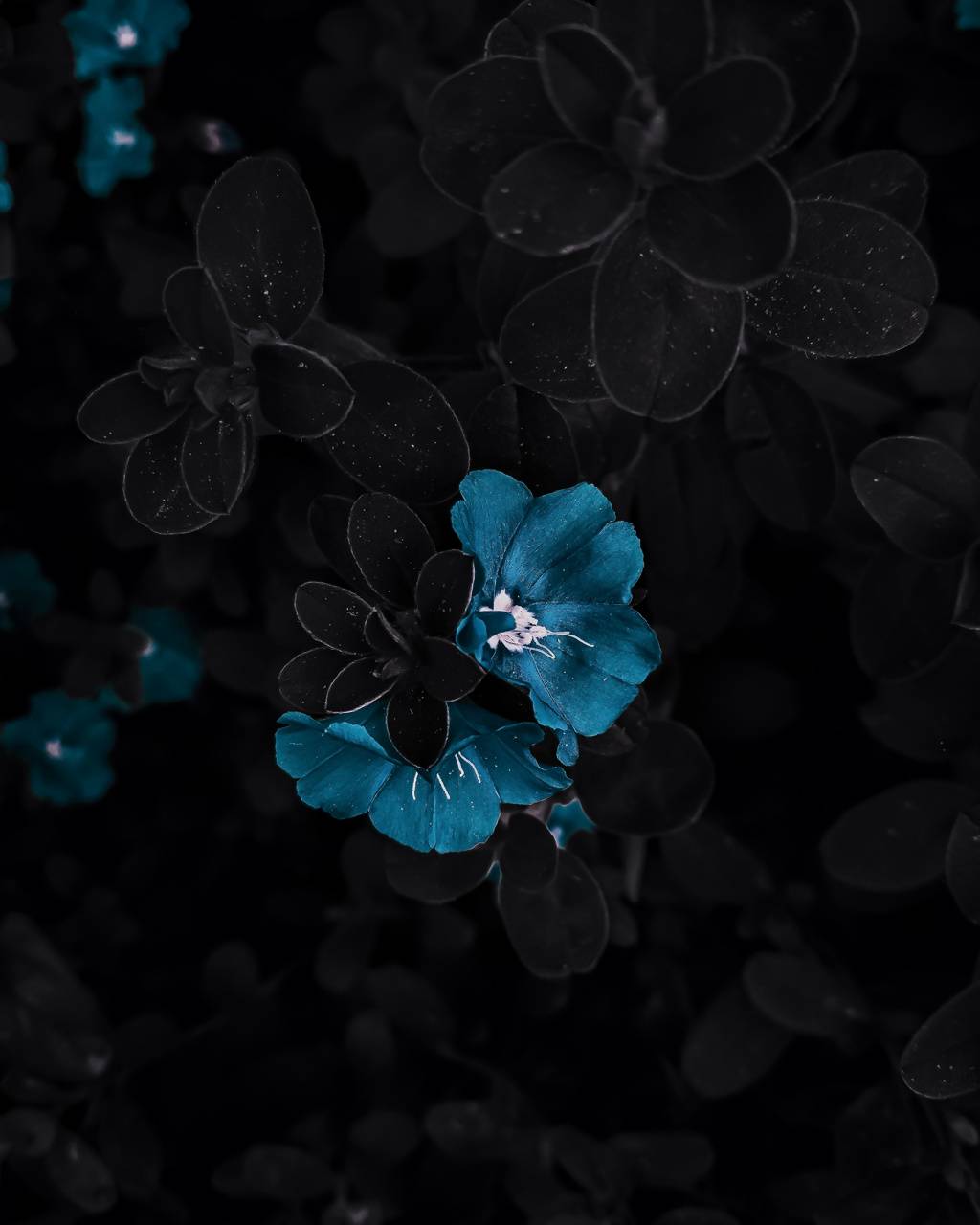 Black Blue Flower Wallpapers Top Free Black Blue Flower Backgrounds WallpaperAccess