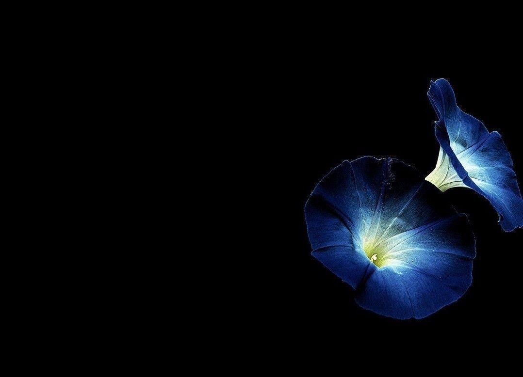 1078x778 Rose Black Light Aesthetic Wallpaper