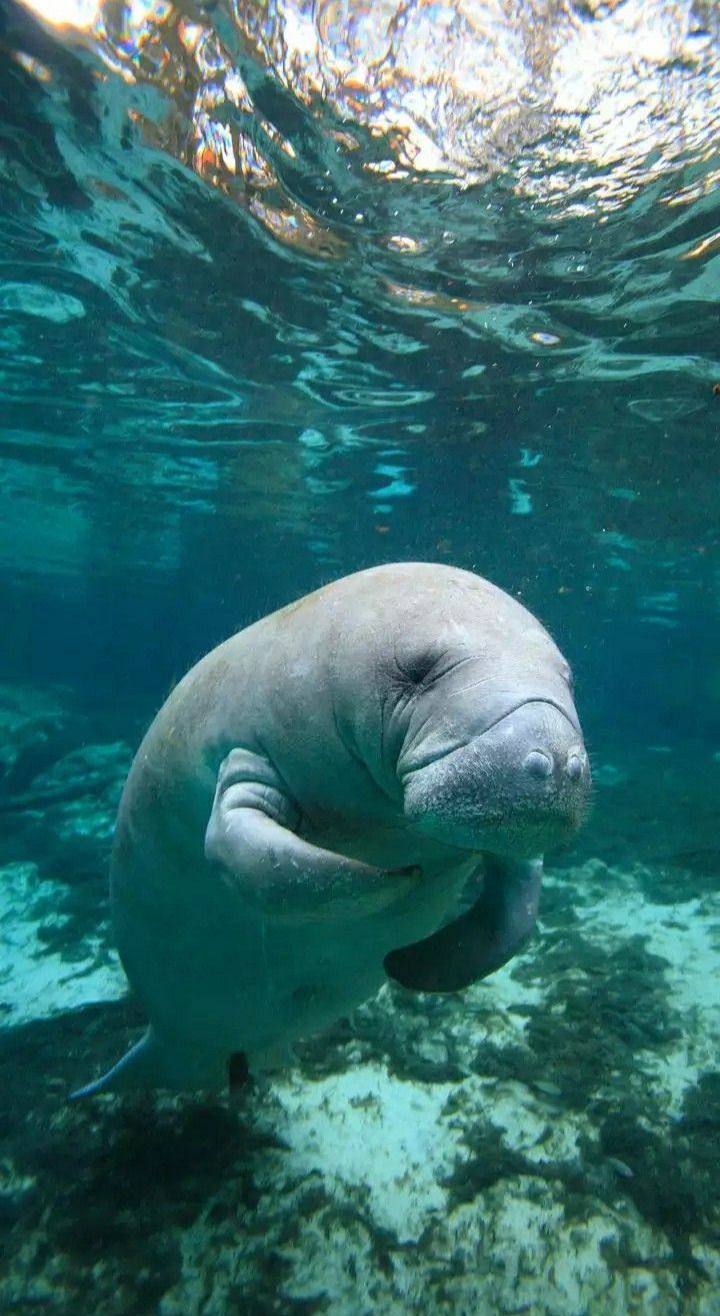 720x1316 From the Depths: Dive into the World of Sea Cow Facts Tattoo Nature Wallpaper Aesthetics