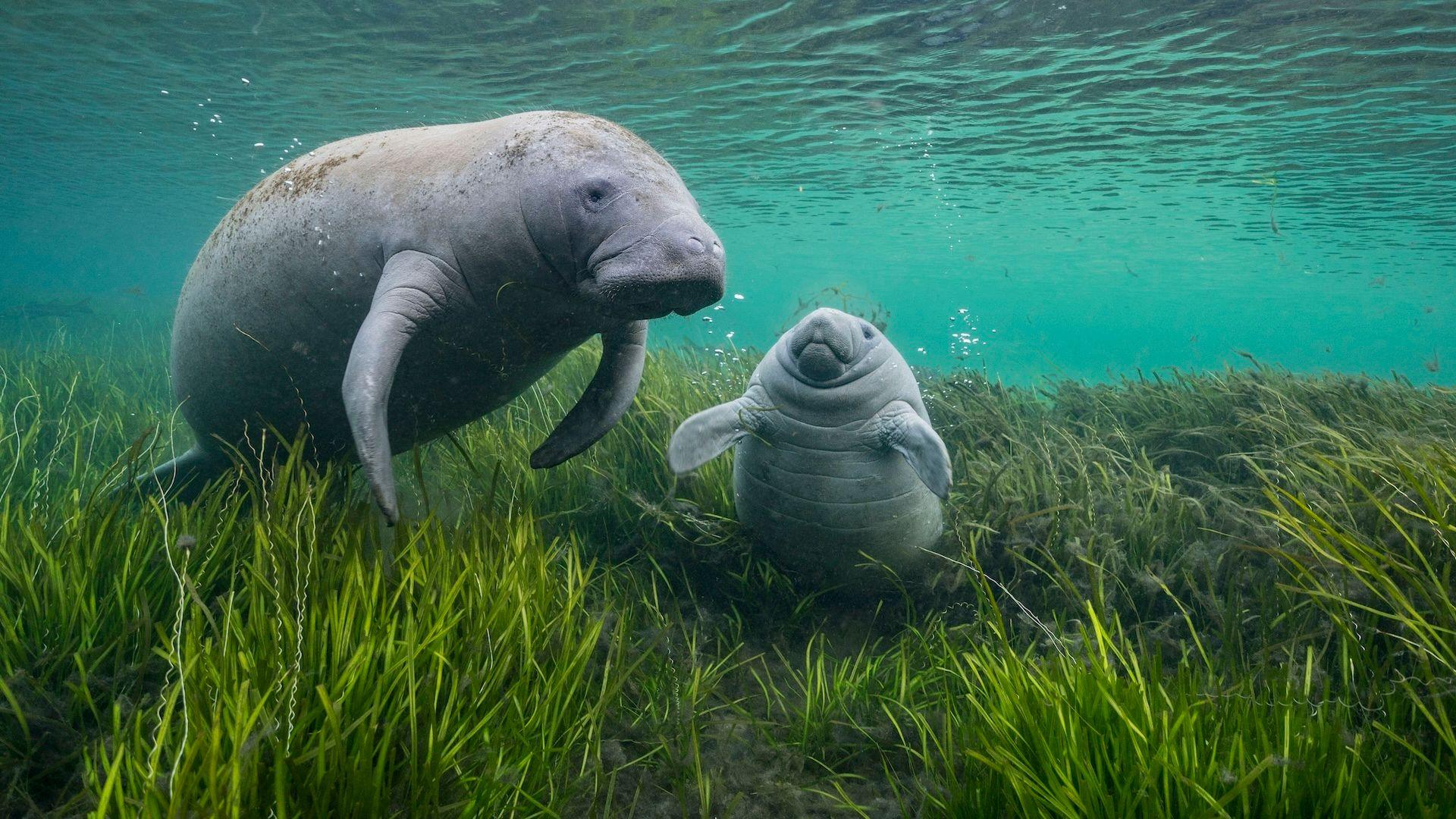 1920x1080 Wildlife Photographer of the Year: Manatee mother and calf