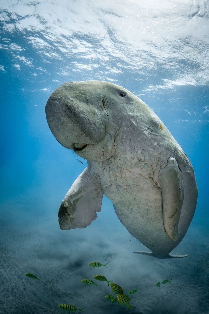 736x1104 Exploring Sea Cow Secrets: Watch Now for Amazing Facts Tattoo Nature Wallpaper Aesthetics