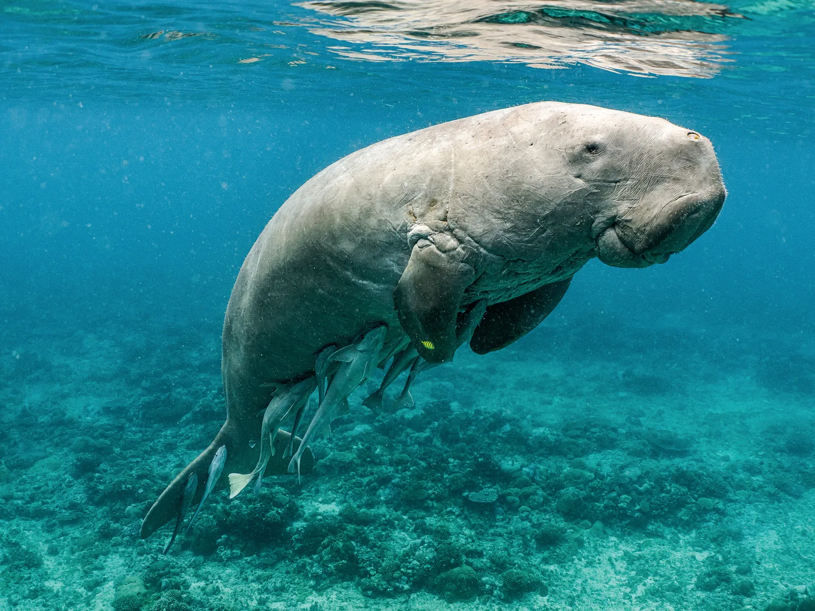 1600x1200 The Dugong, A Huggable, Seagrass Loving Sea Cow, Has A New Best Friend: Drones