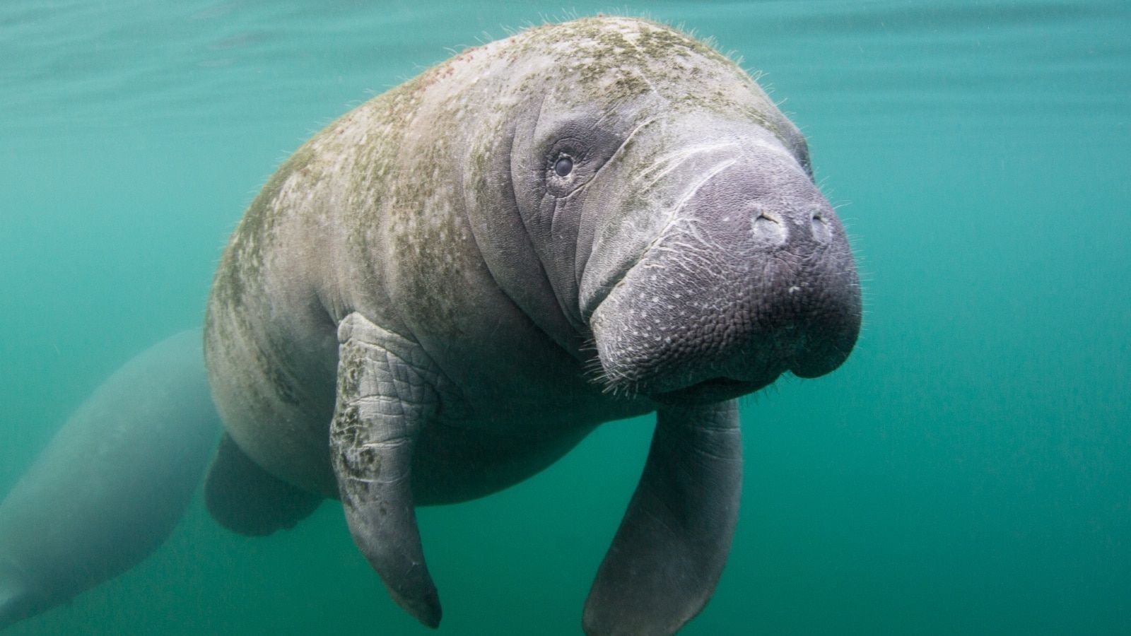 1600x900 Manatees: Gentle Sea Cows of Rivers and Oceans. BBC Learning Hub