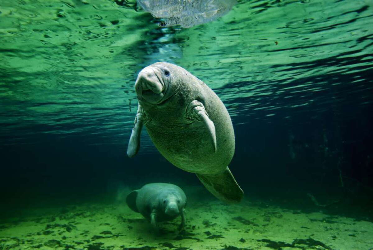 1200x803 Sea cows could lose their endangered species status Angeles Times