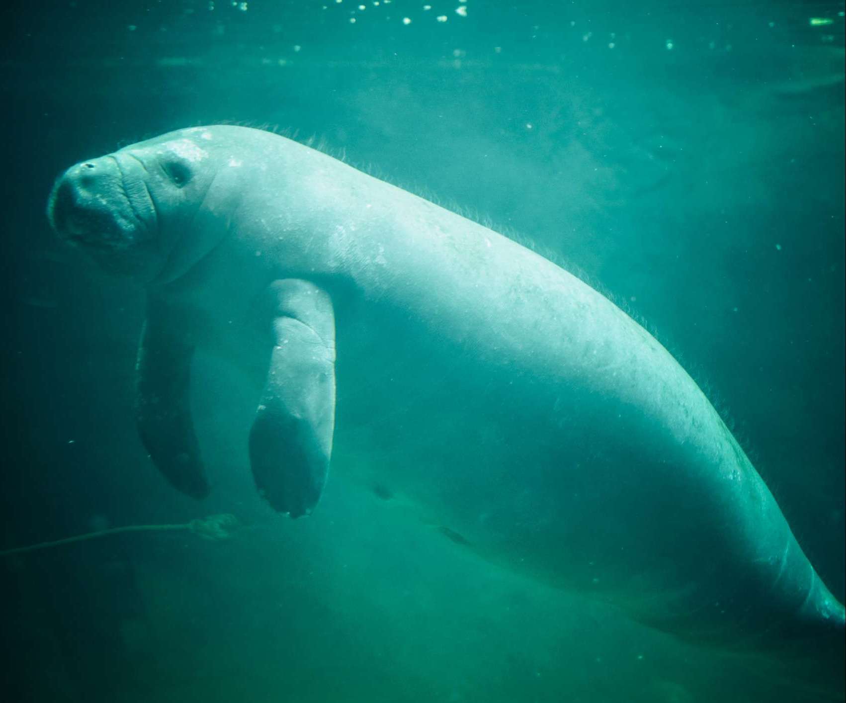 1702x1414 Steller's Sea Cow's contribution to kelp forest ecosystem