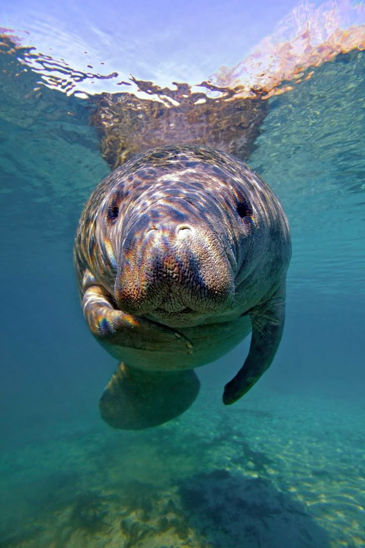 736x1104 Exploring the Secrets of Sea Cows. Manatee marine life photography, Manatee wallpaper aesthetic, Manatee wallpaper