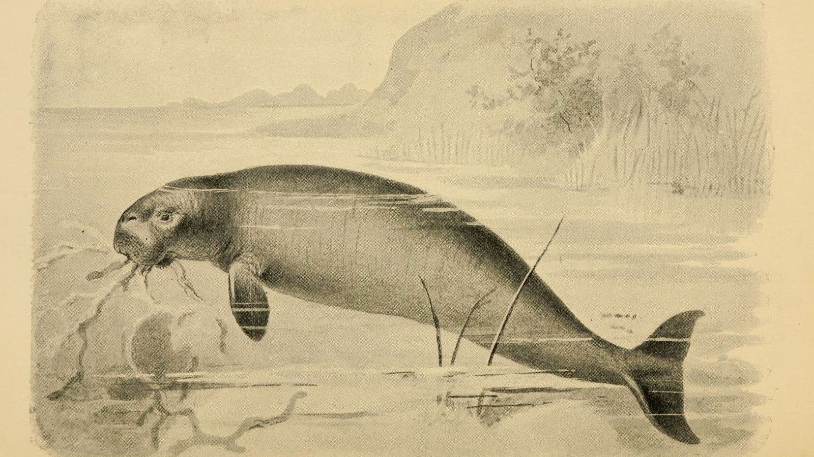 1600x900 What Happened to Steller's Sea Cows?